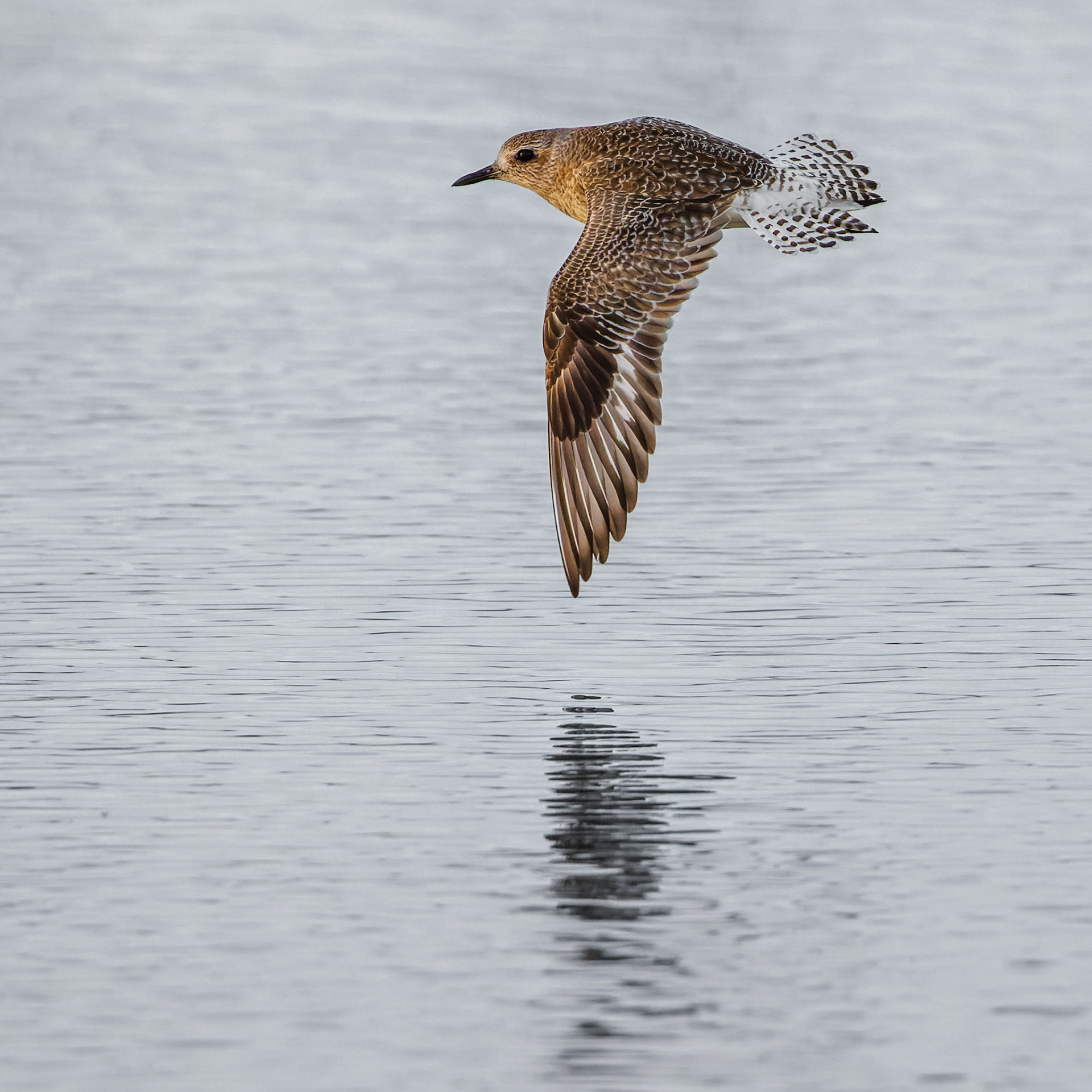 Black-bellied Plover