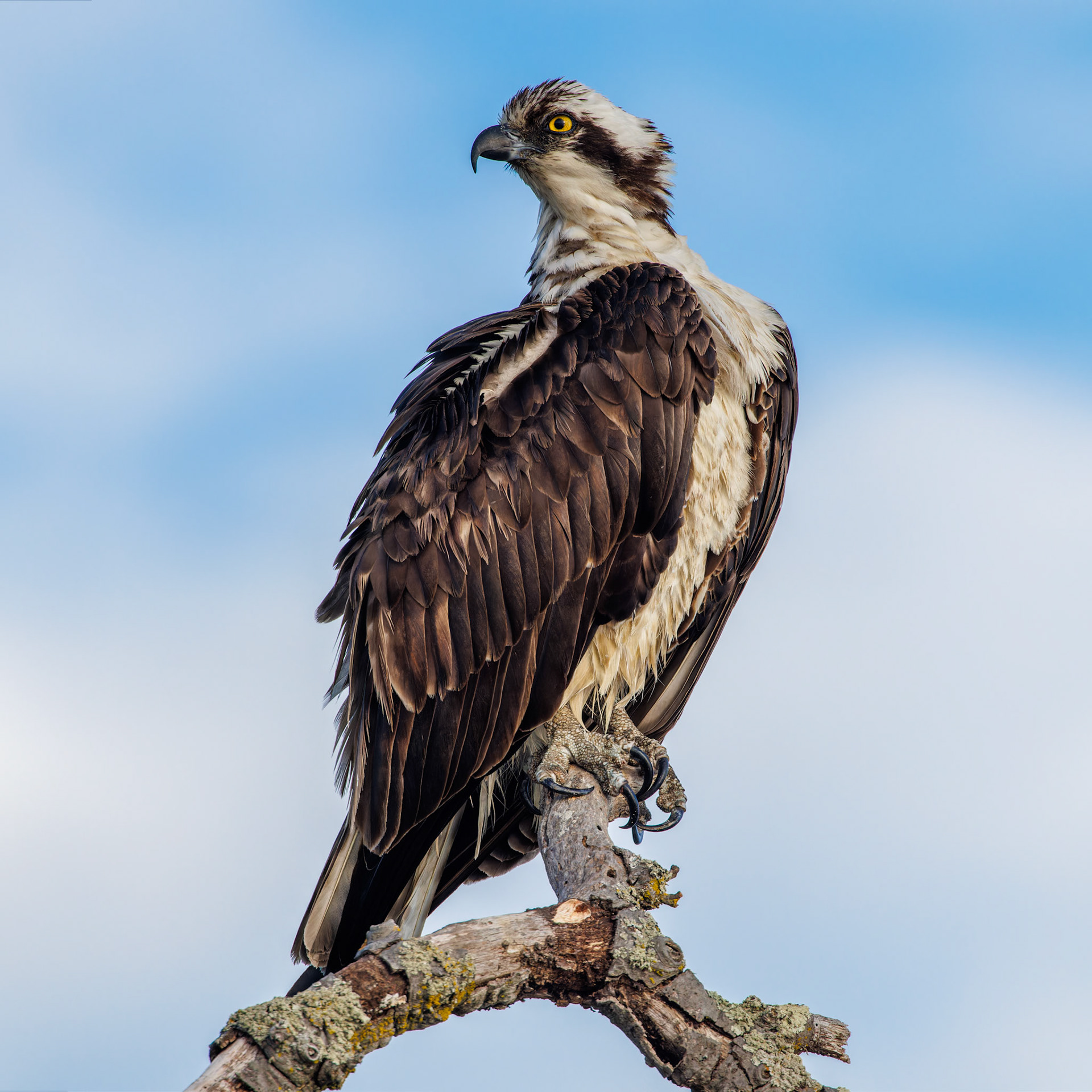 Osprey portrait