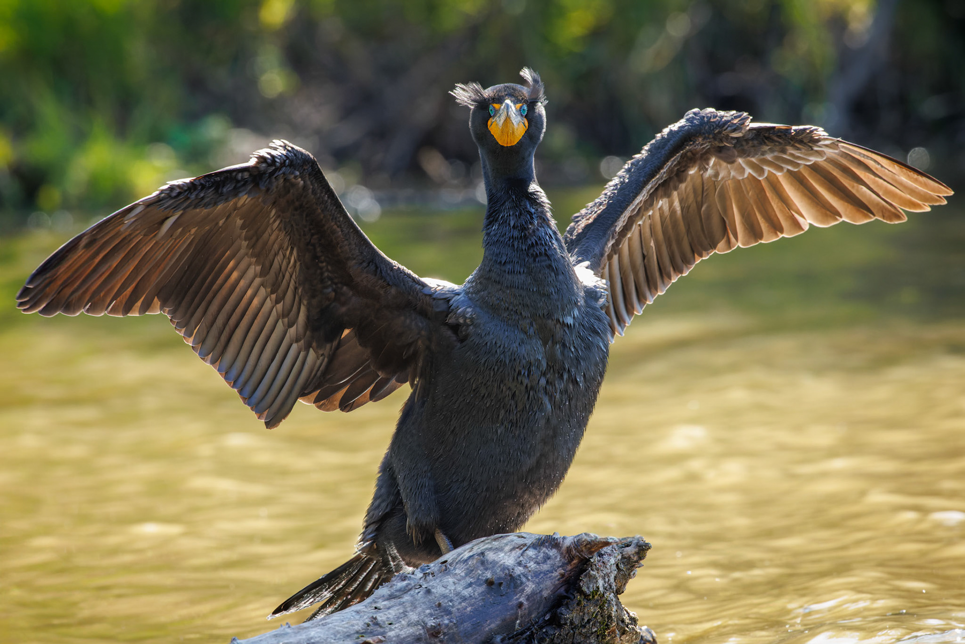 Double-crested Cormorant sunning