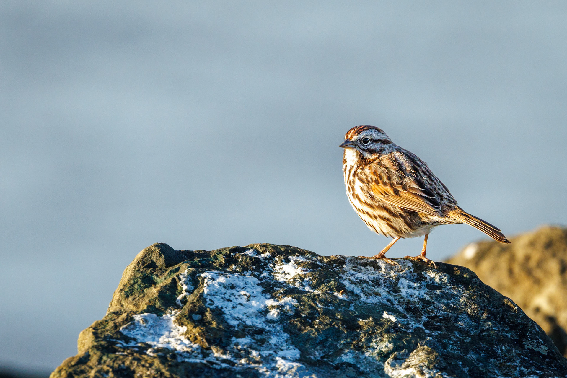 Song Sparrow