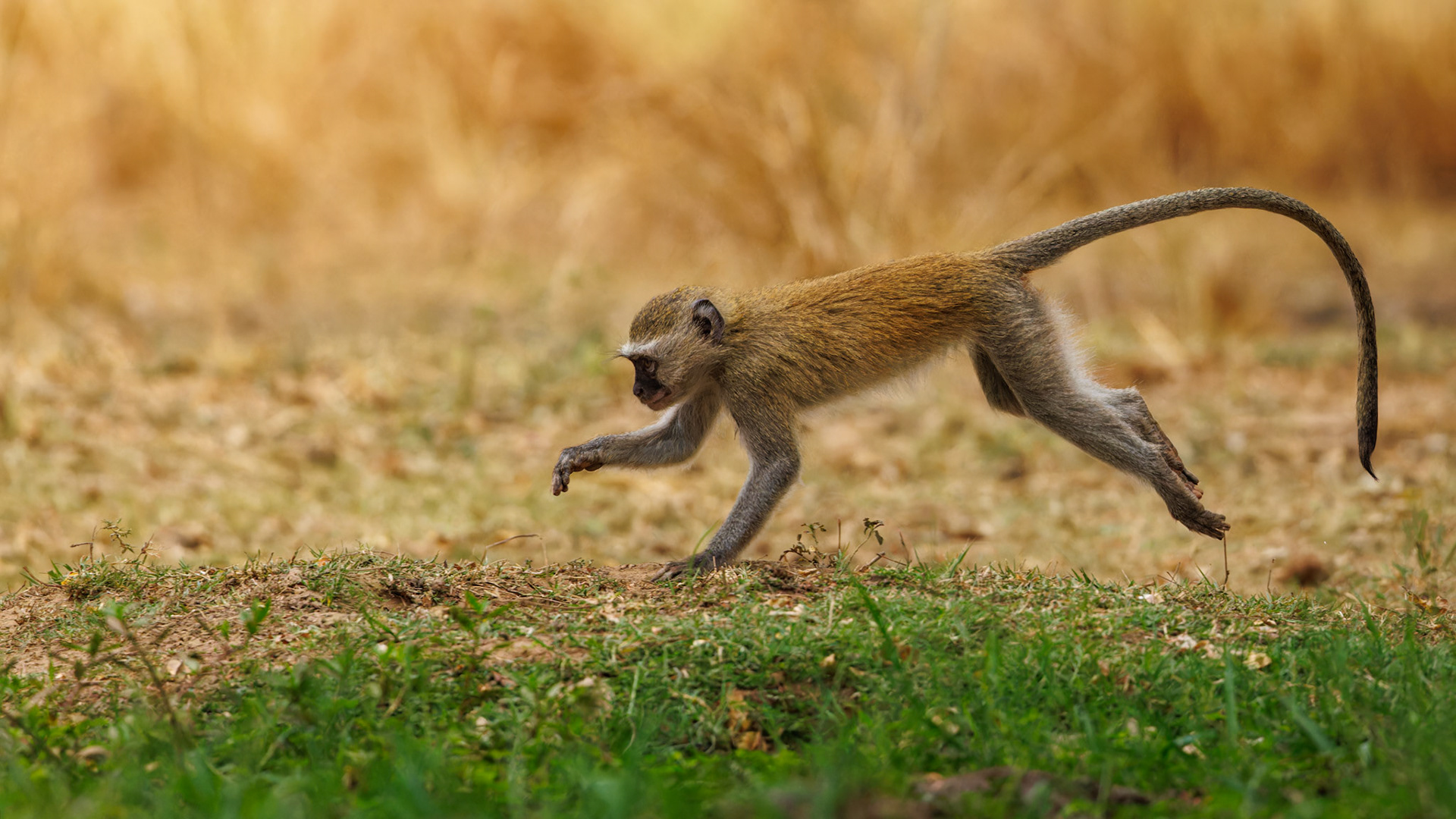 Baboon juvenile