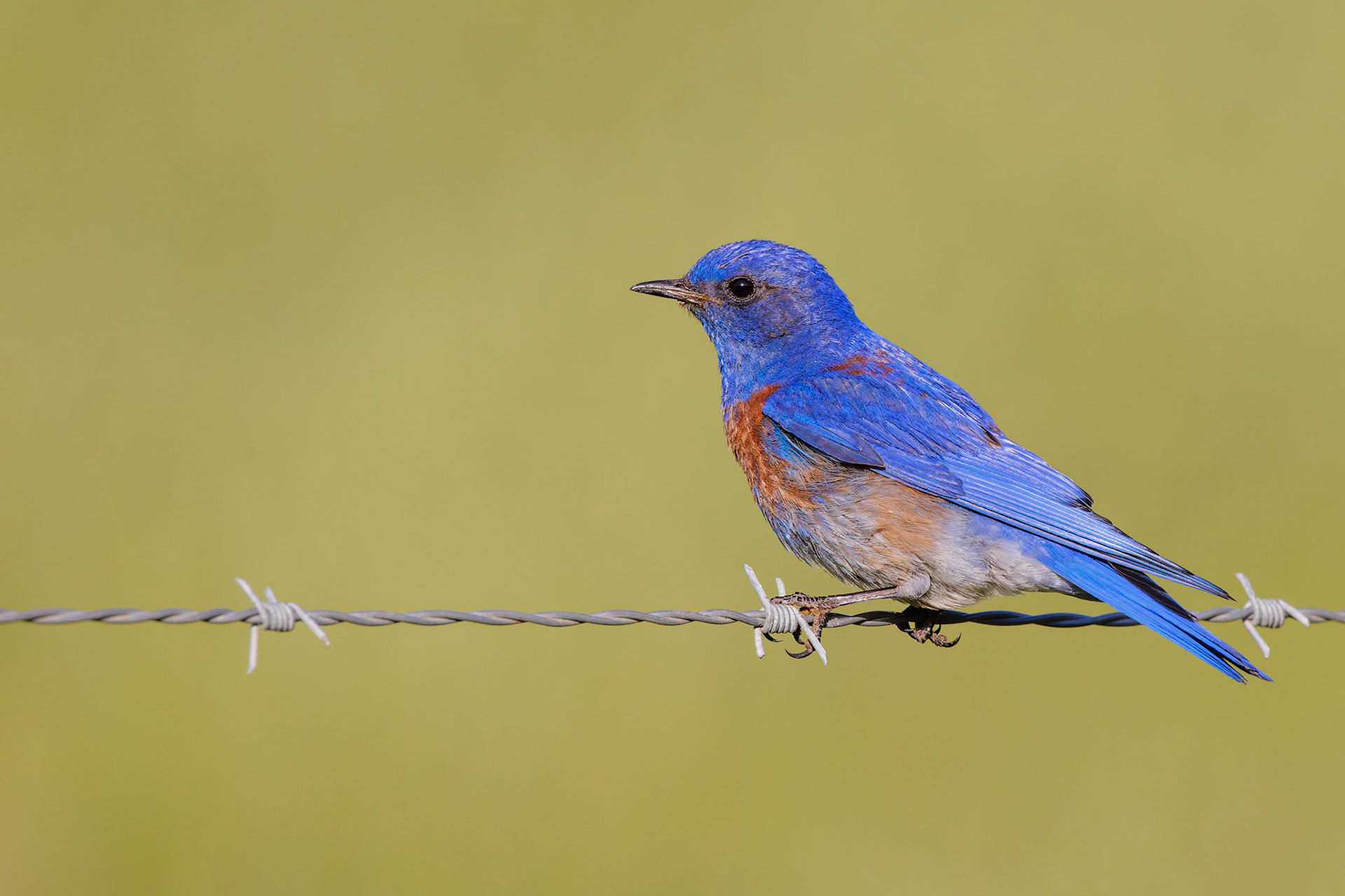 Western Bluebird