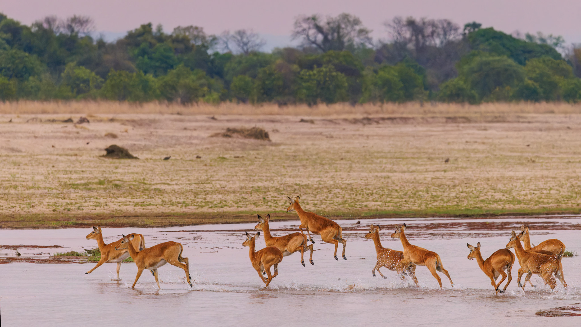 Pukus crossing Mwaleshi River