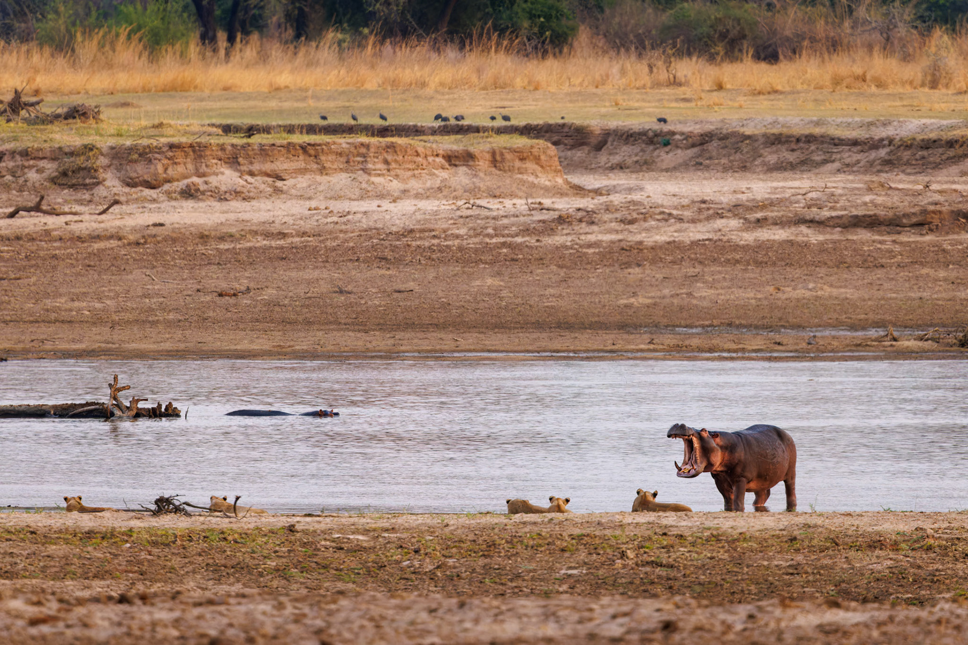 Hippo showing off teeth
