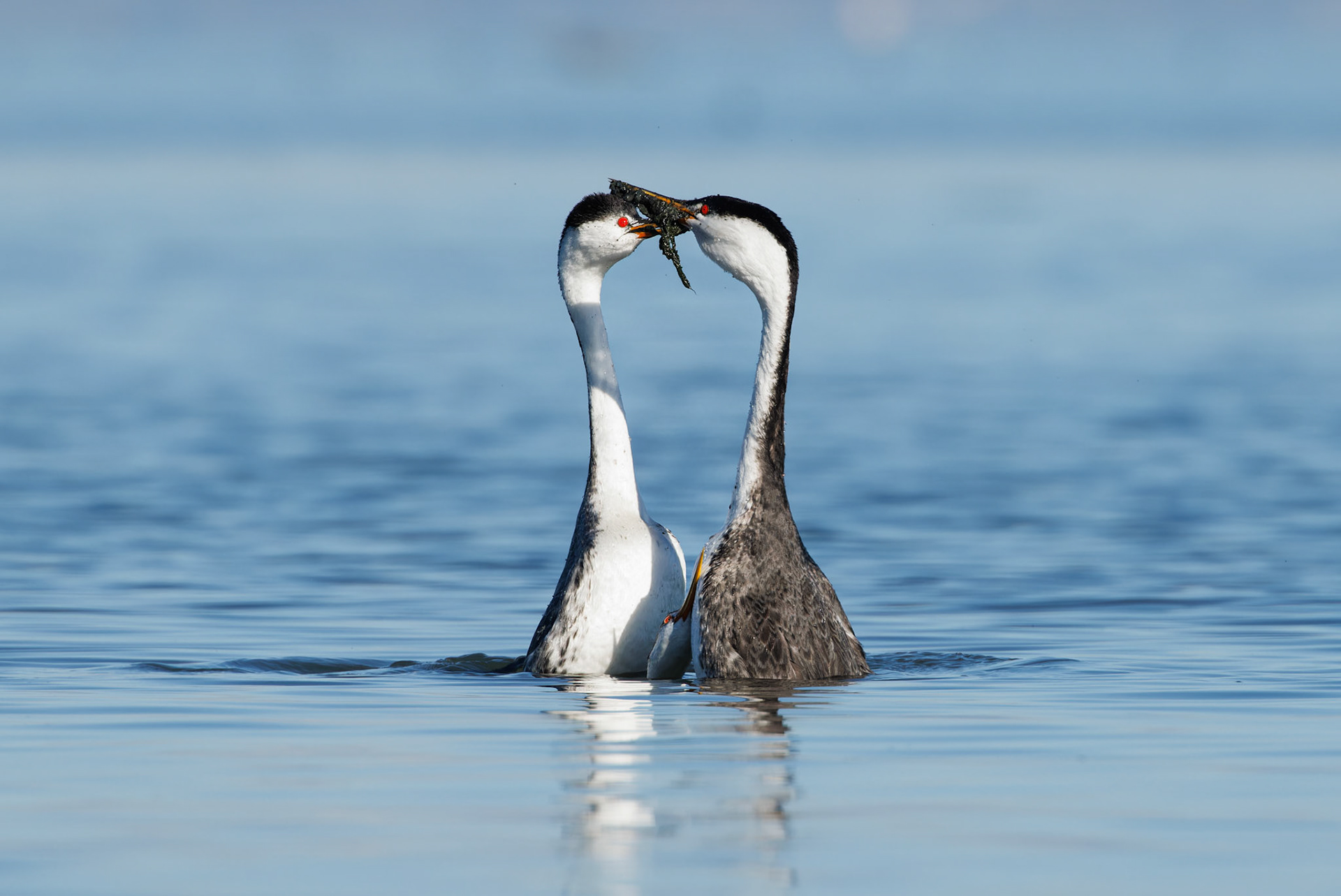 Clark’s Grebes in courtship
