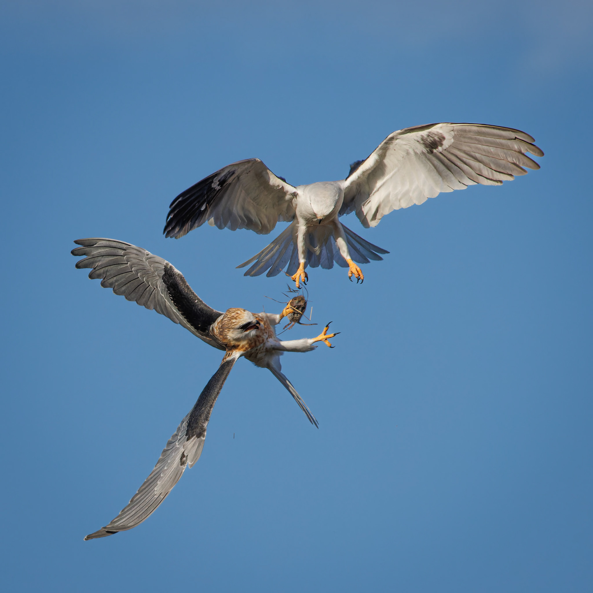 White-tailed Kite juvenile getting food from parent