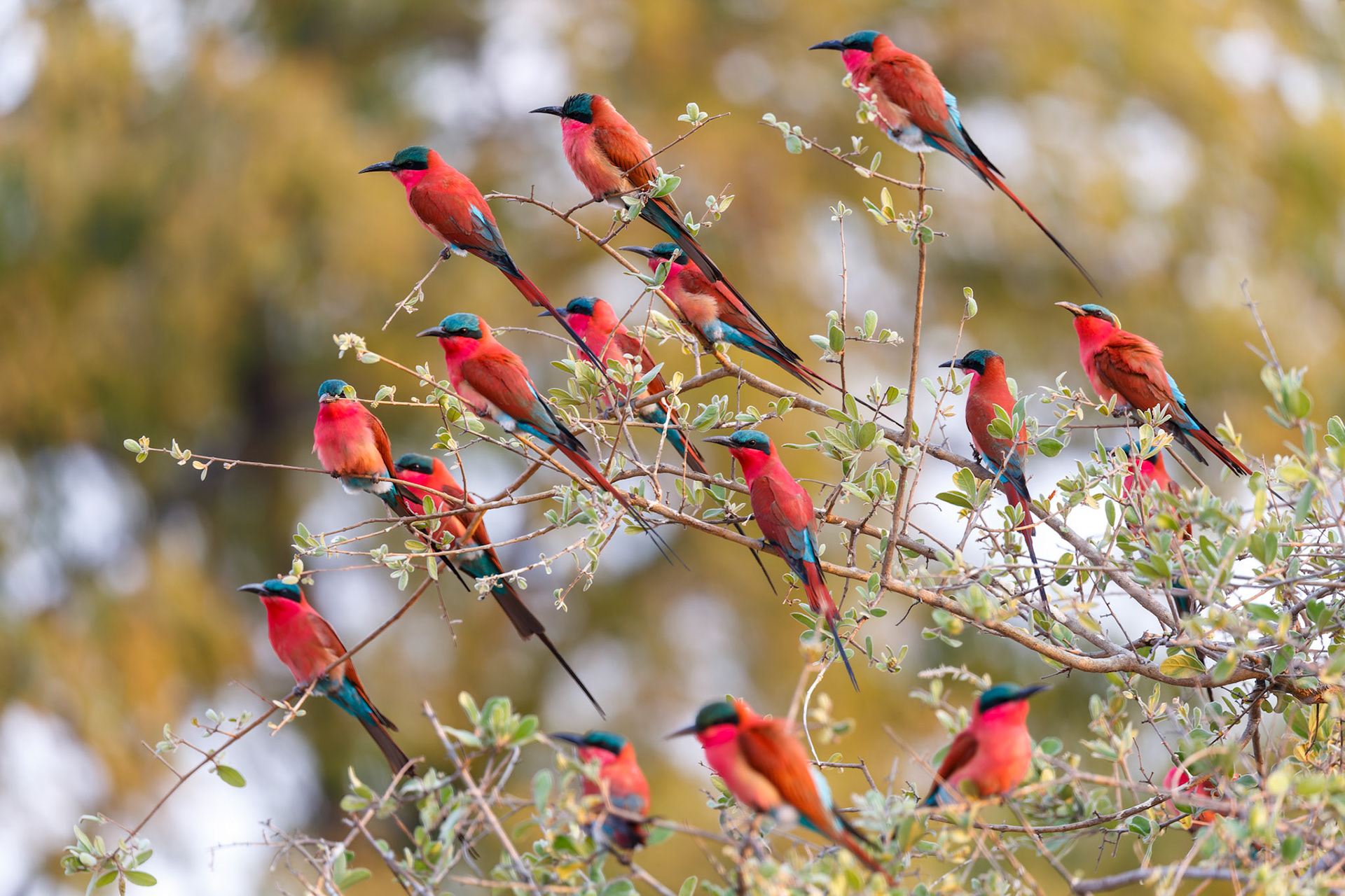 Southern Carmine Bee-eater…