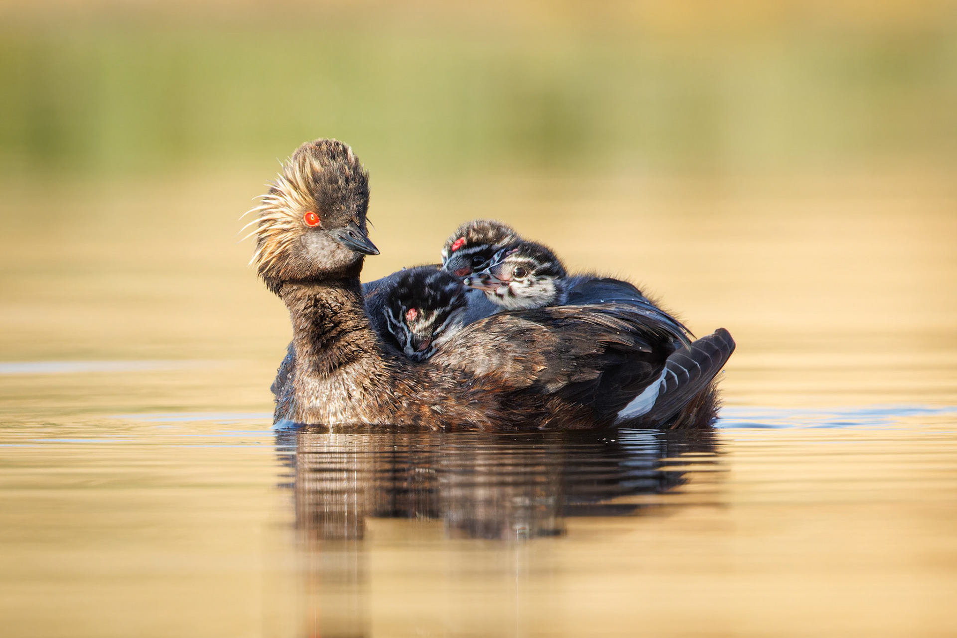 Eared Grebe with babies