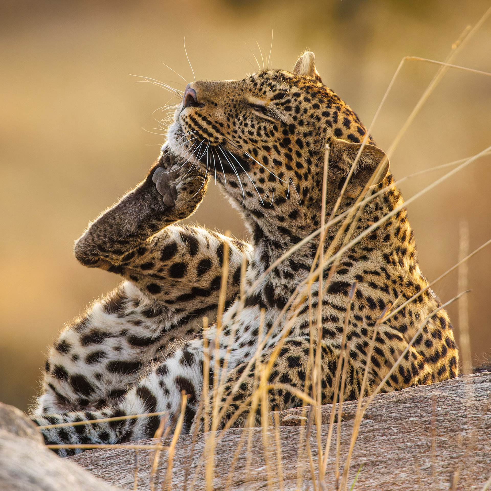 Leopard scratching