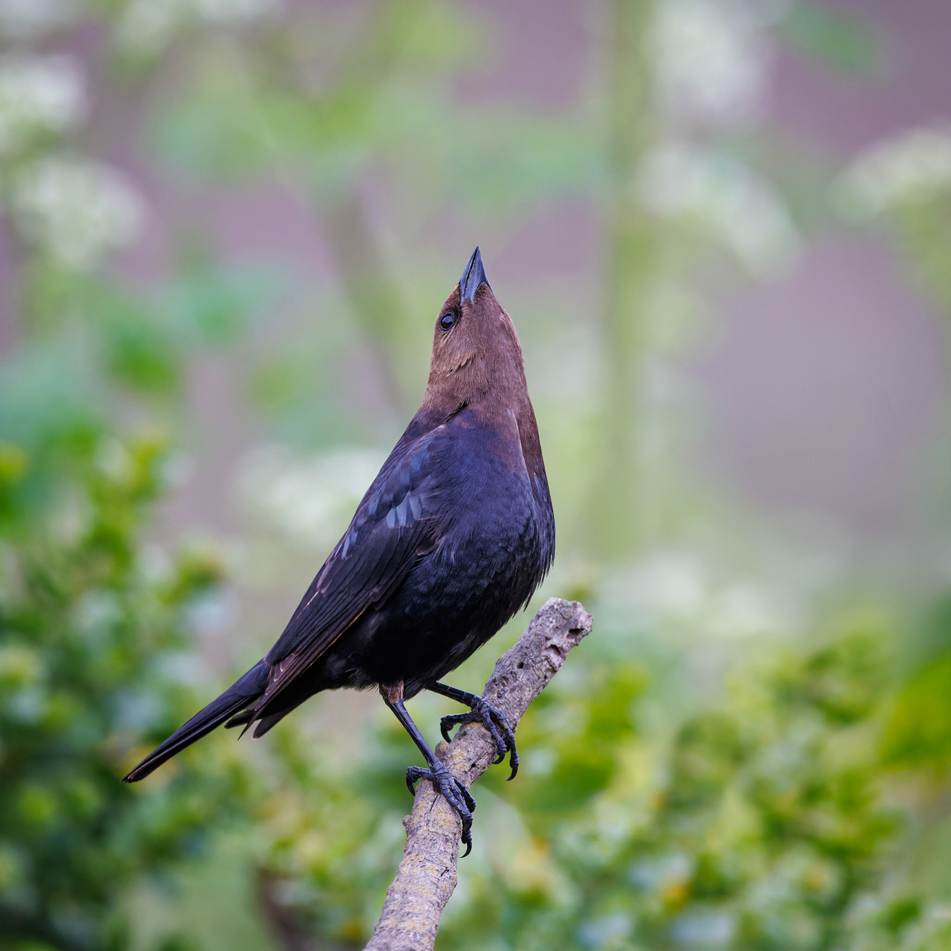 Brown-headed Cowbird