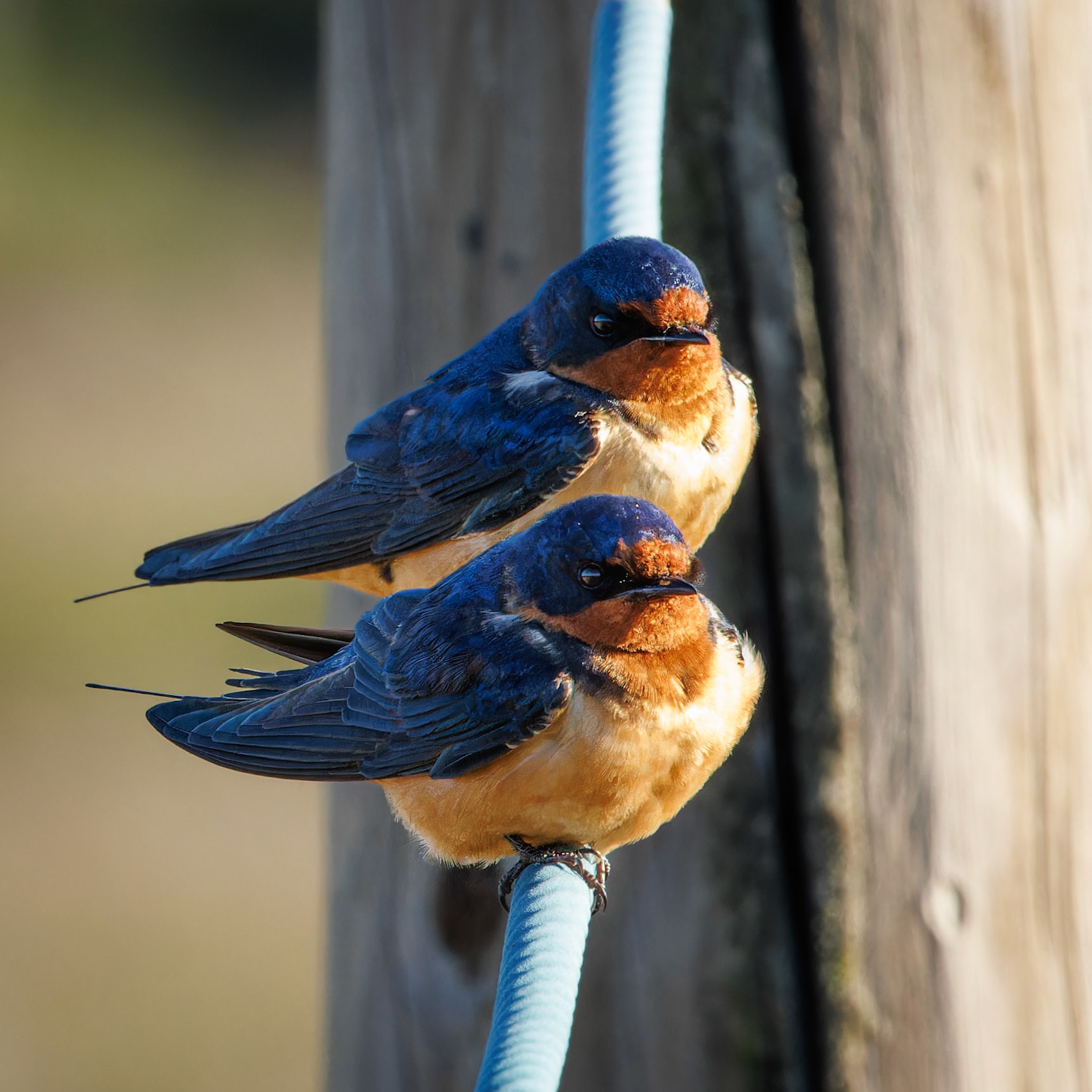 Barn Swallow pair