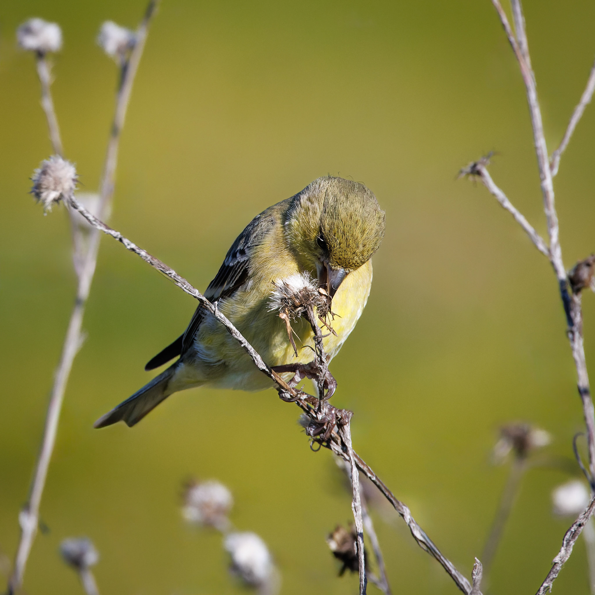 Lesser Goldfinch collecting nesting material