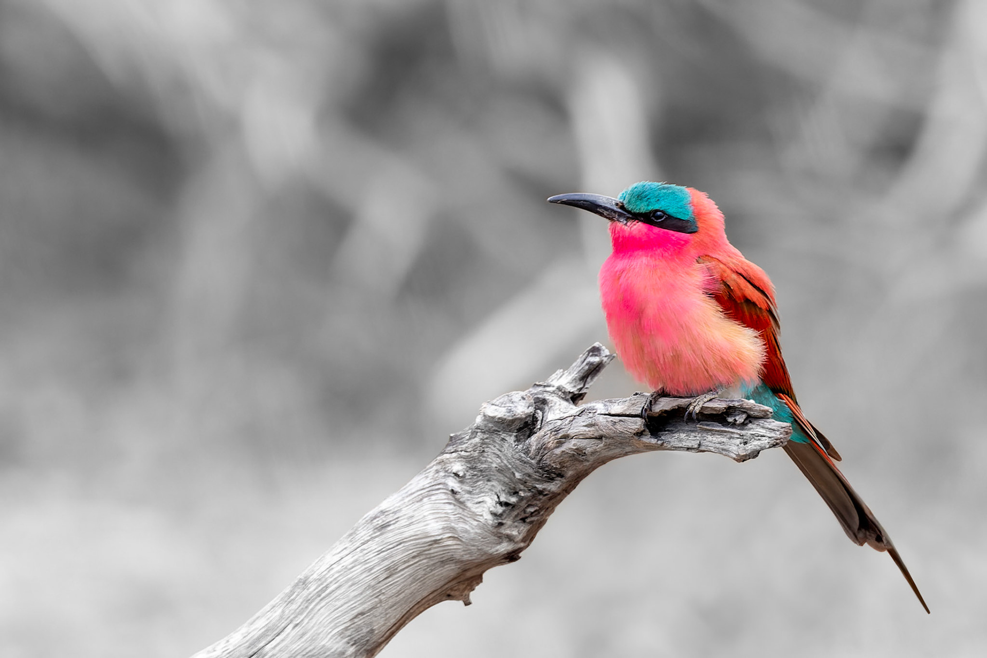 Southern Carmine Bee-eater