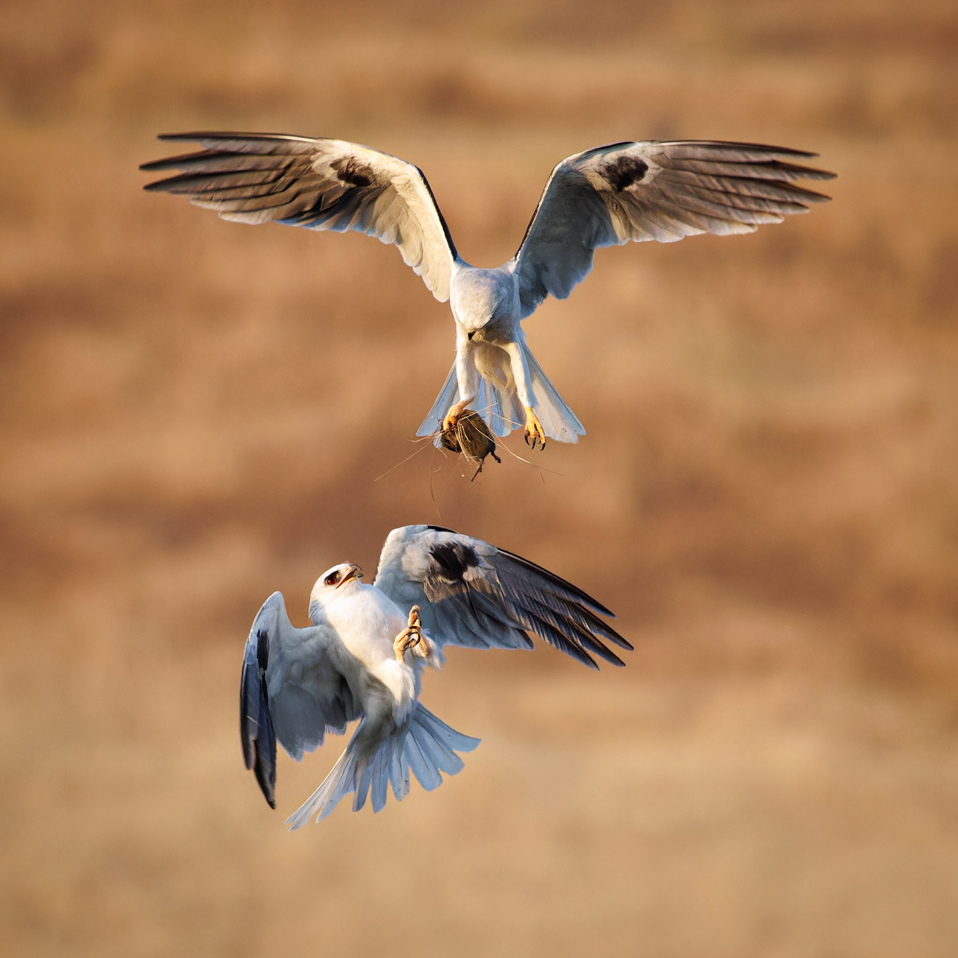 White-tailed Kites exchanging food