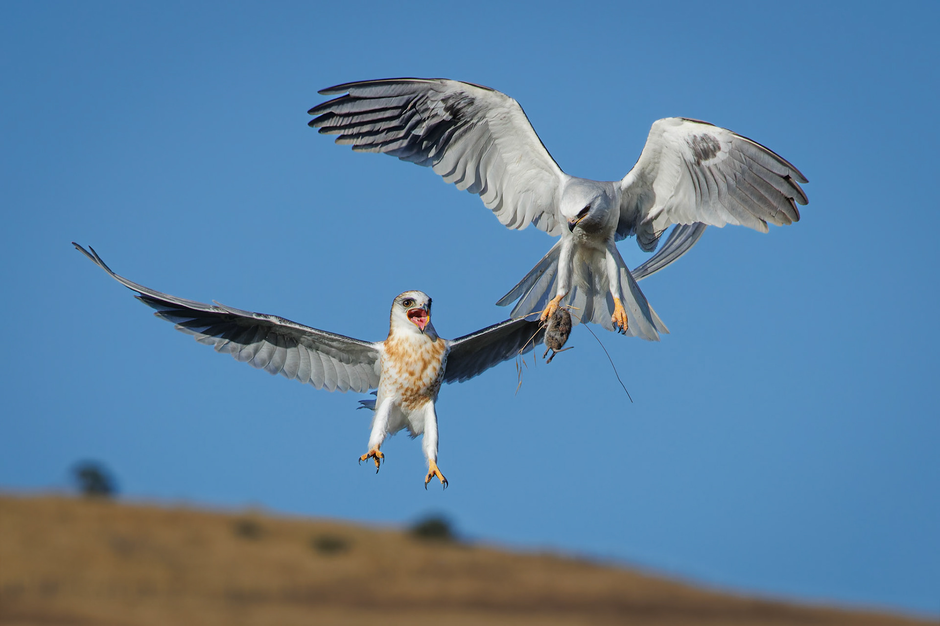 White-tailed Kite juvenile getting food from parent