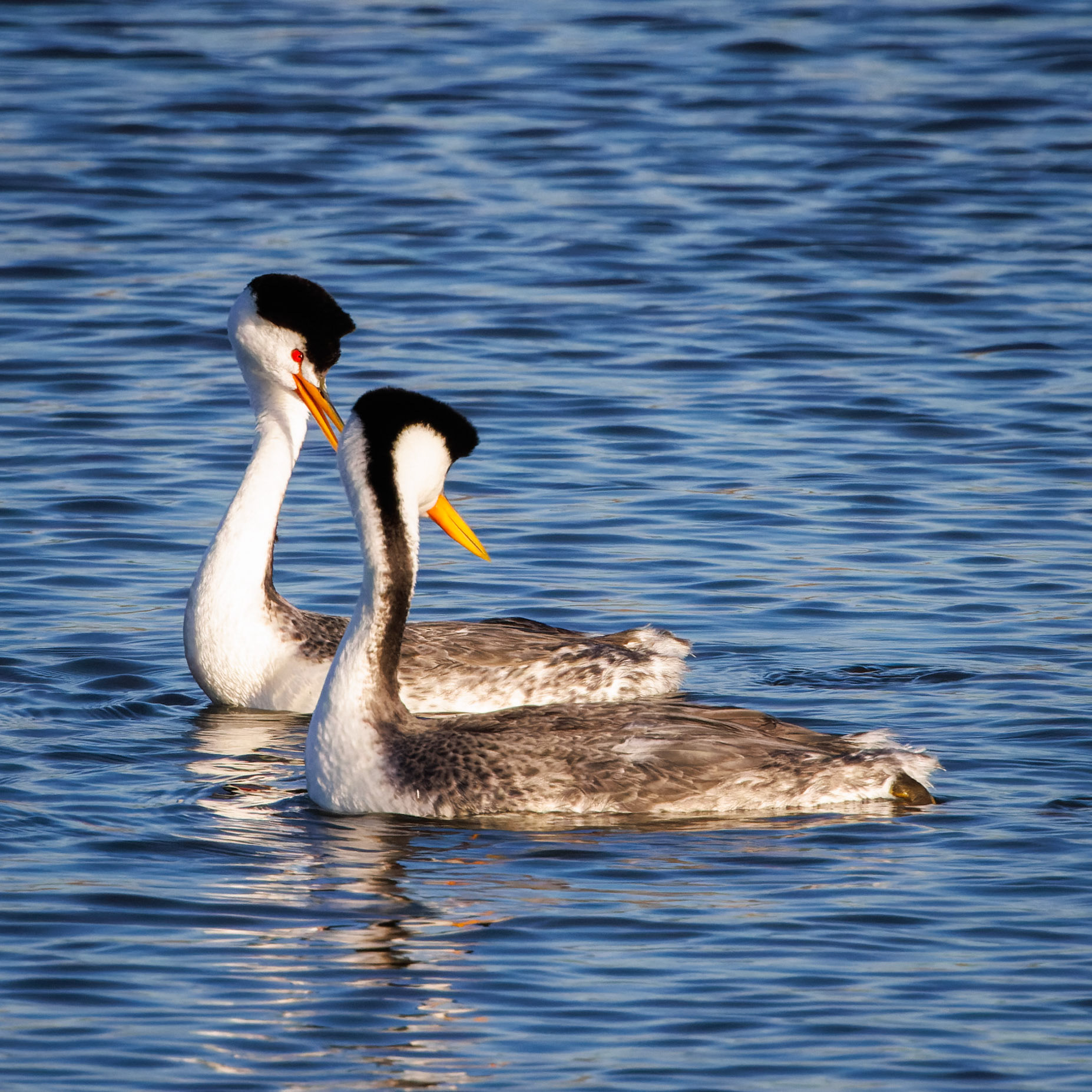 Clark’s Grebes in courtship