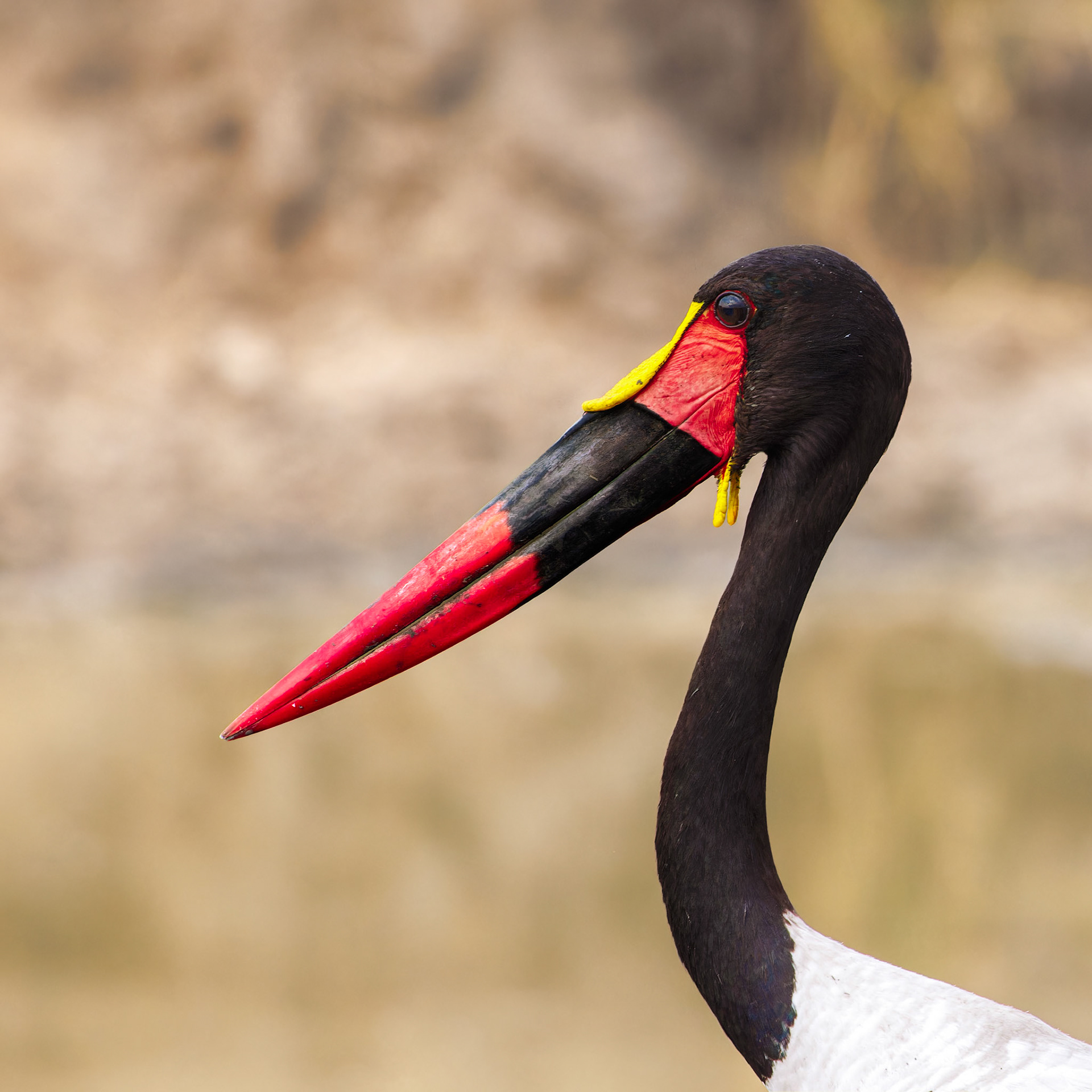 Saddle-billed Stork