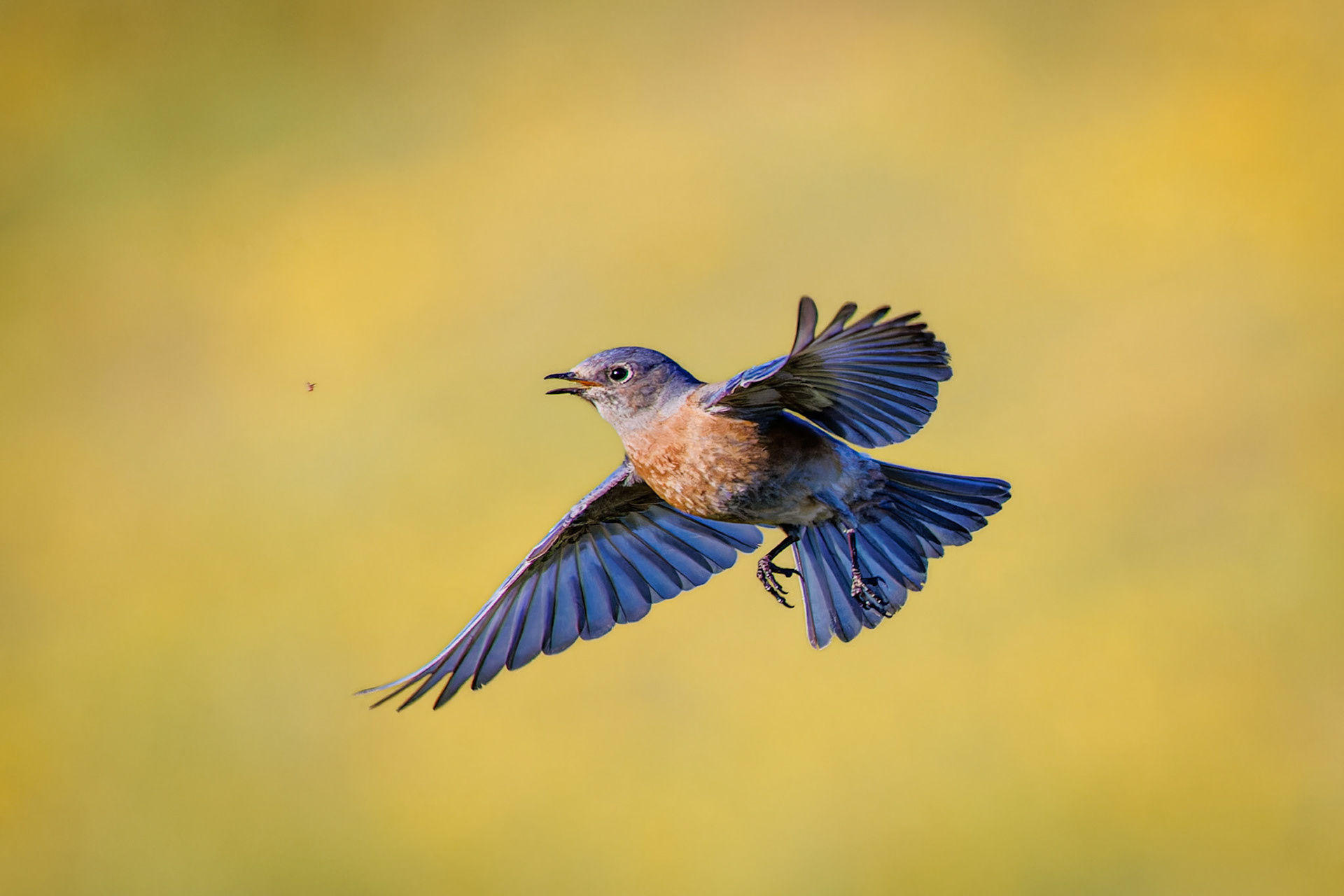 Western Bluebird on the hunt