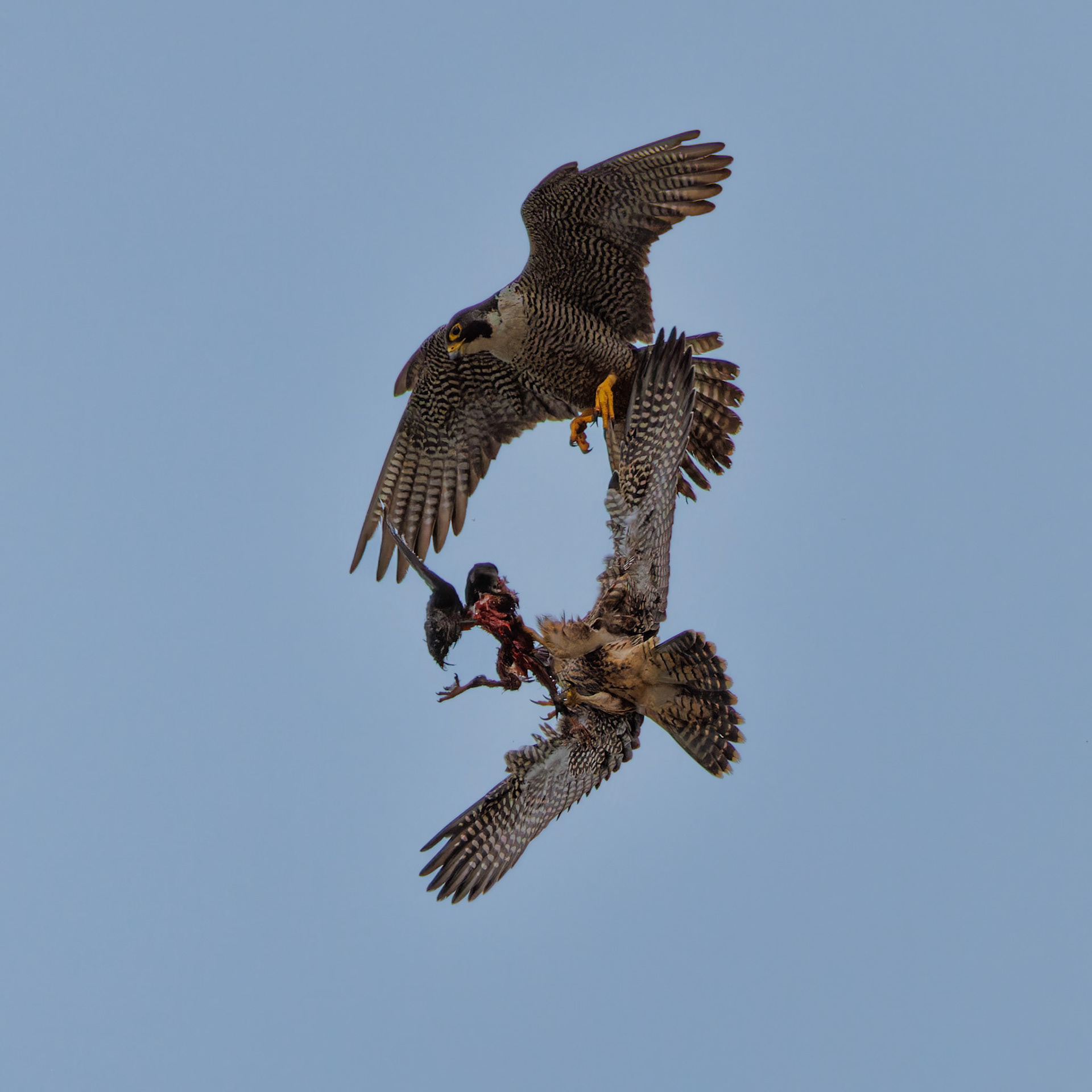 Peregrine Falcon food exchange