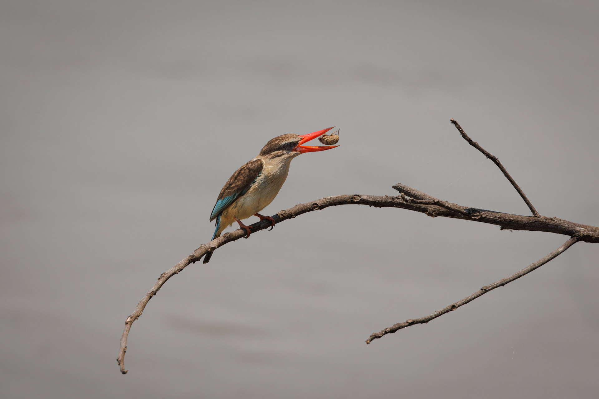 Brown-hooded Kingfisher eating