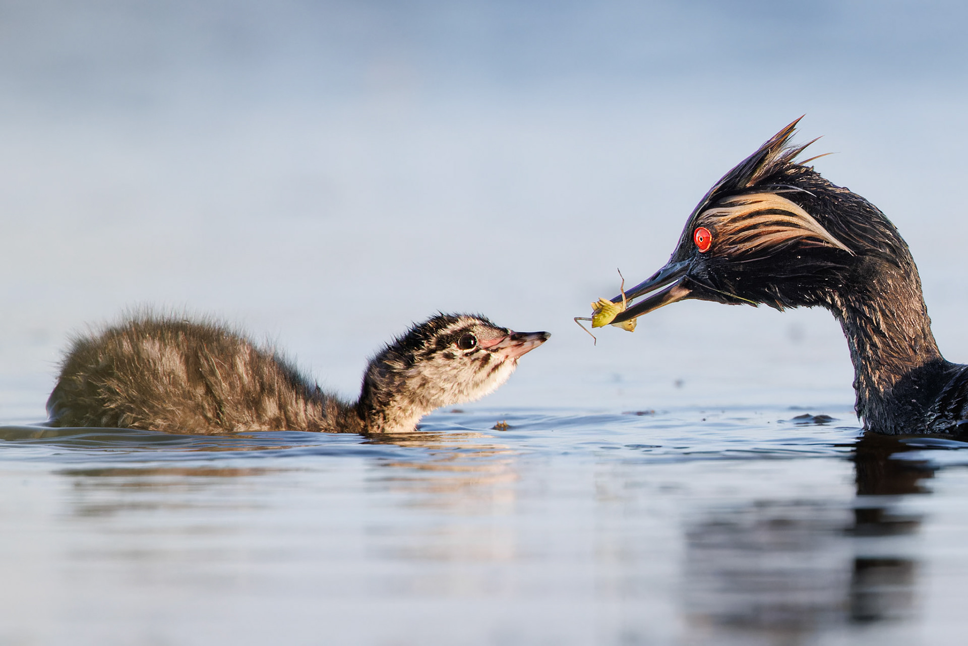 Eared Grebe feeding baby