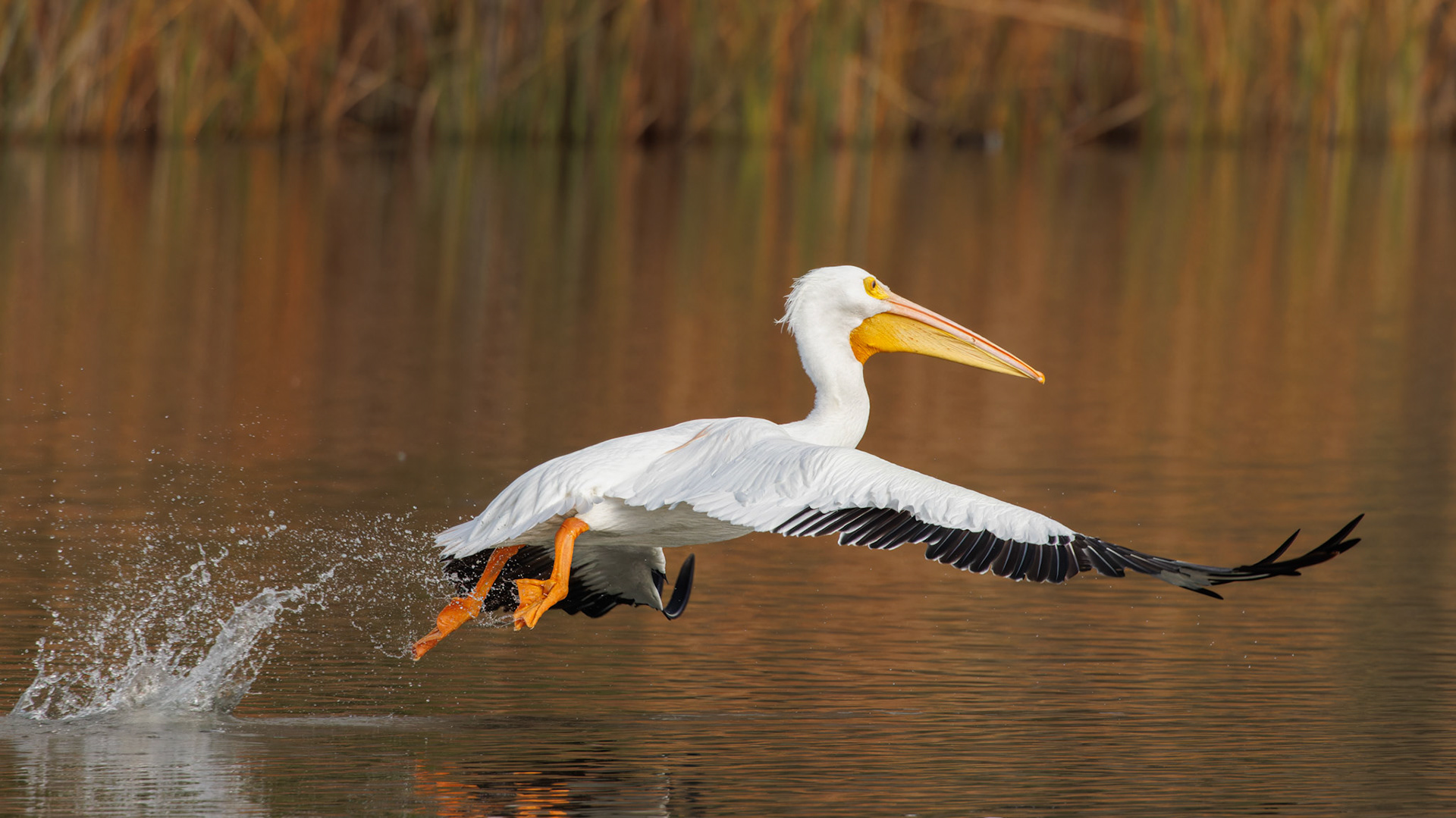 American White Pelican taking off