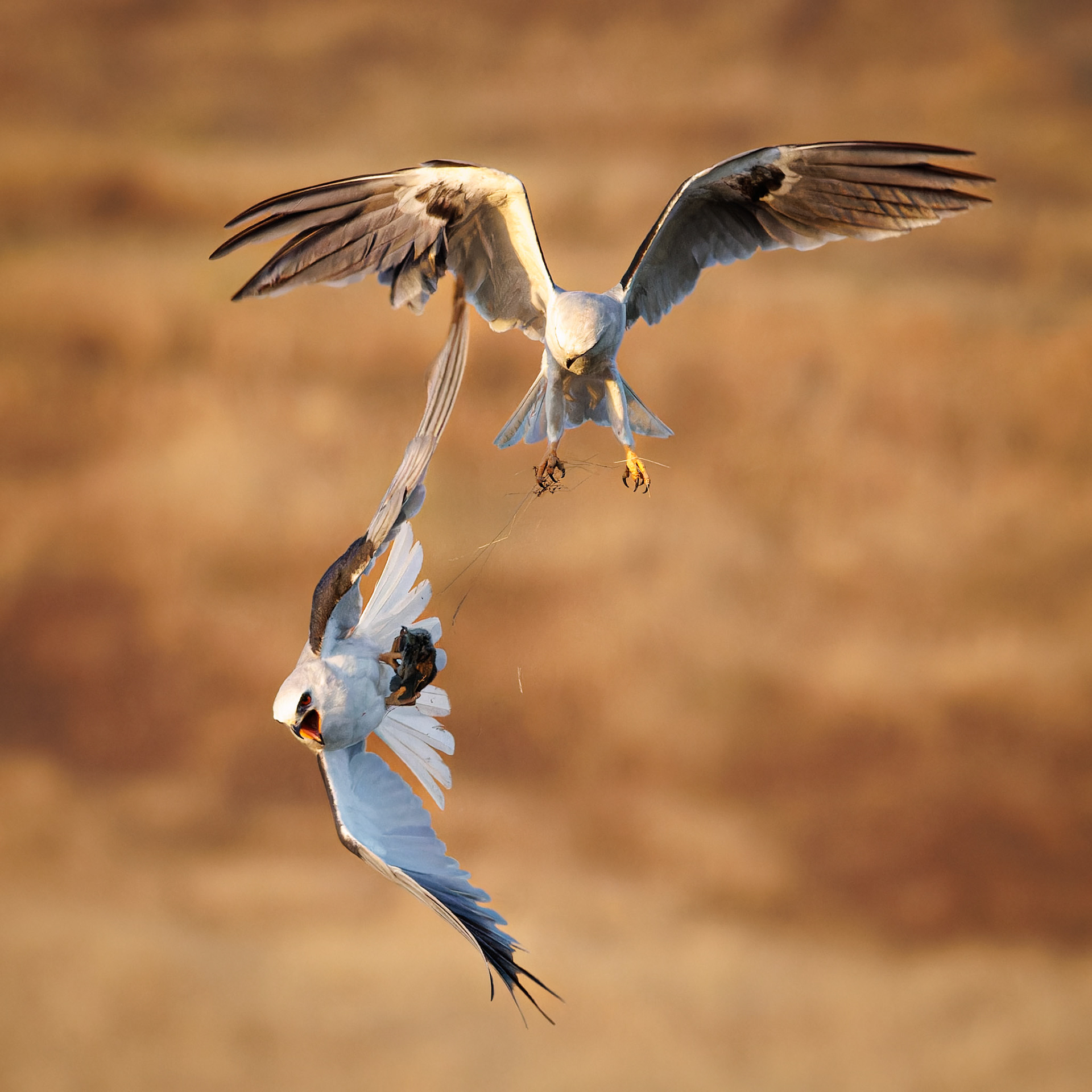 White-tailed Kites exchanging food