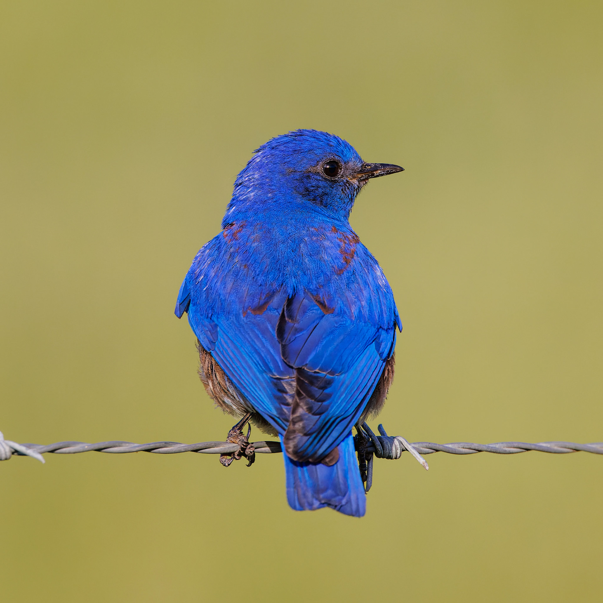 Western Bluebird