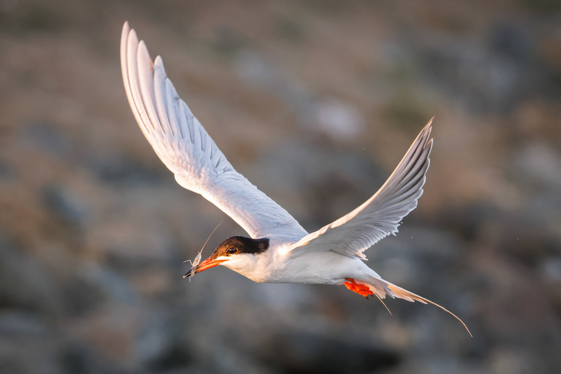 Forster’s Tern with catch