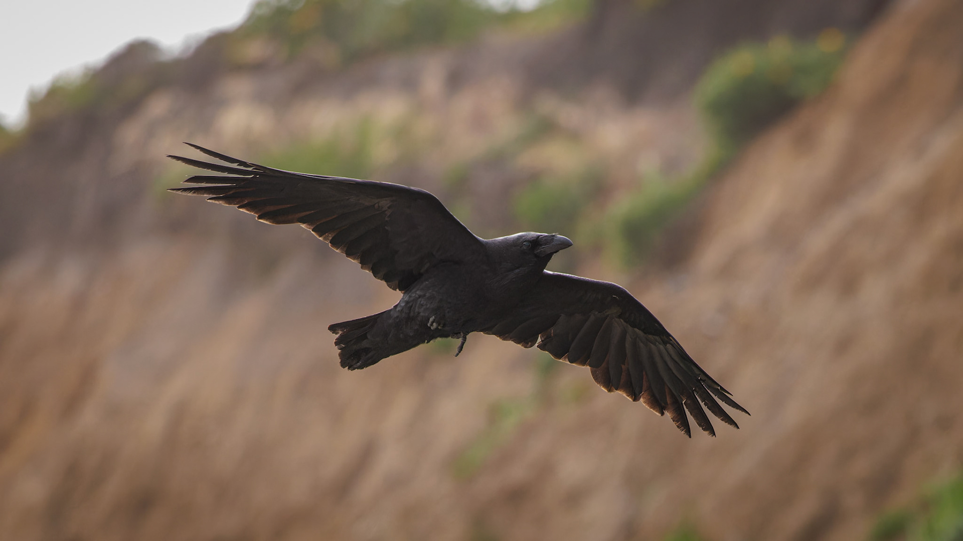 Common Raven