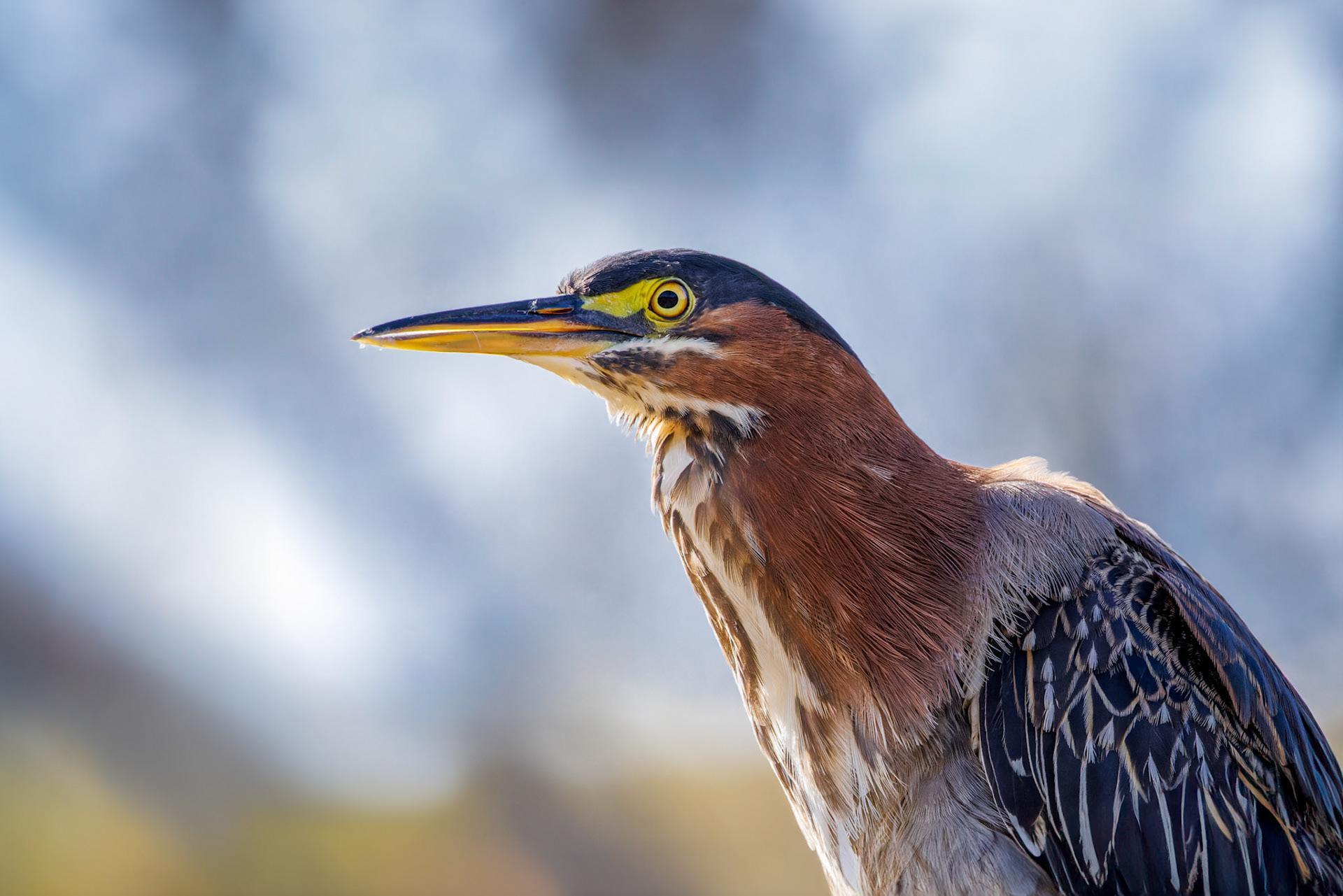 Green Heron