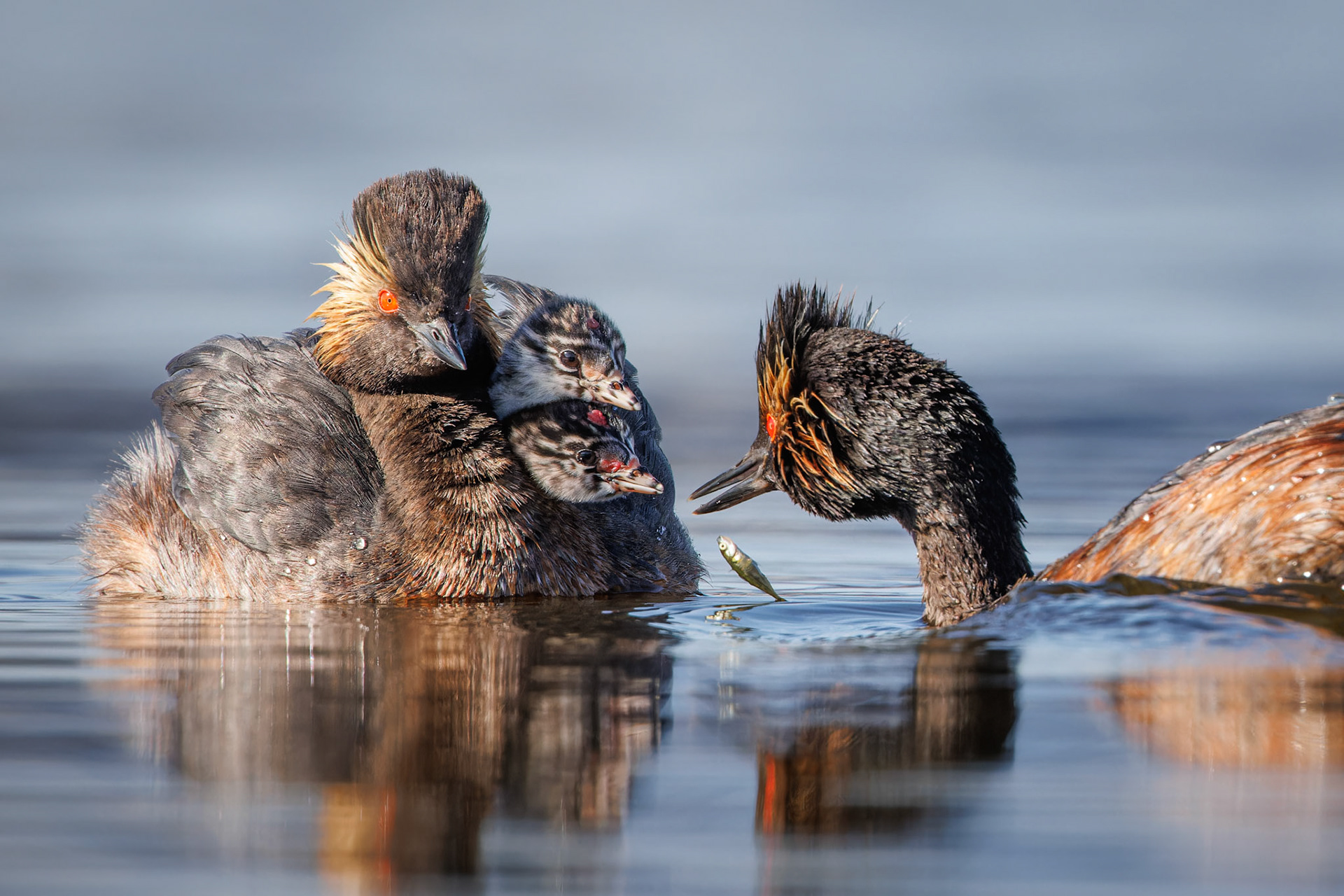 Eared Grebe family