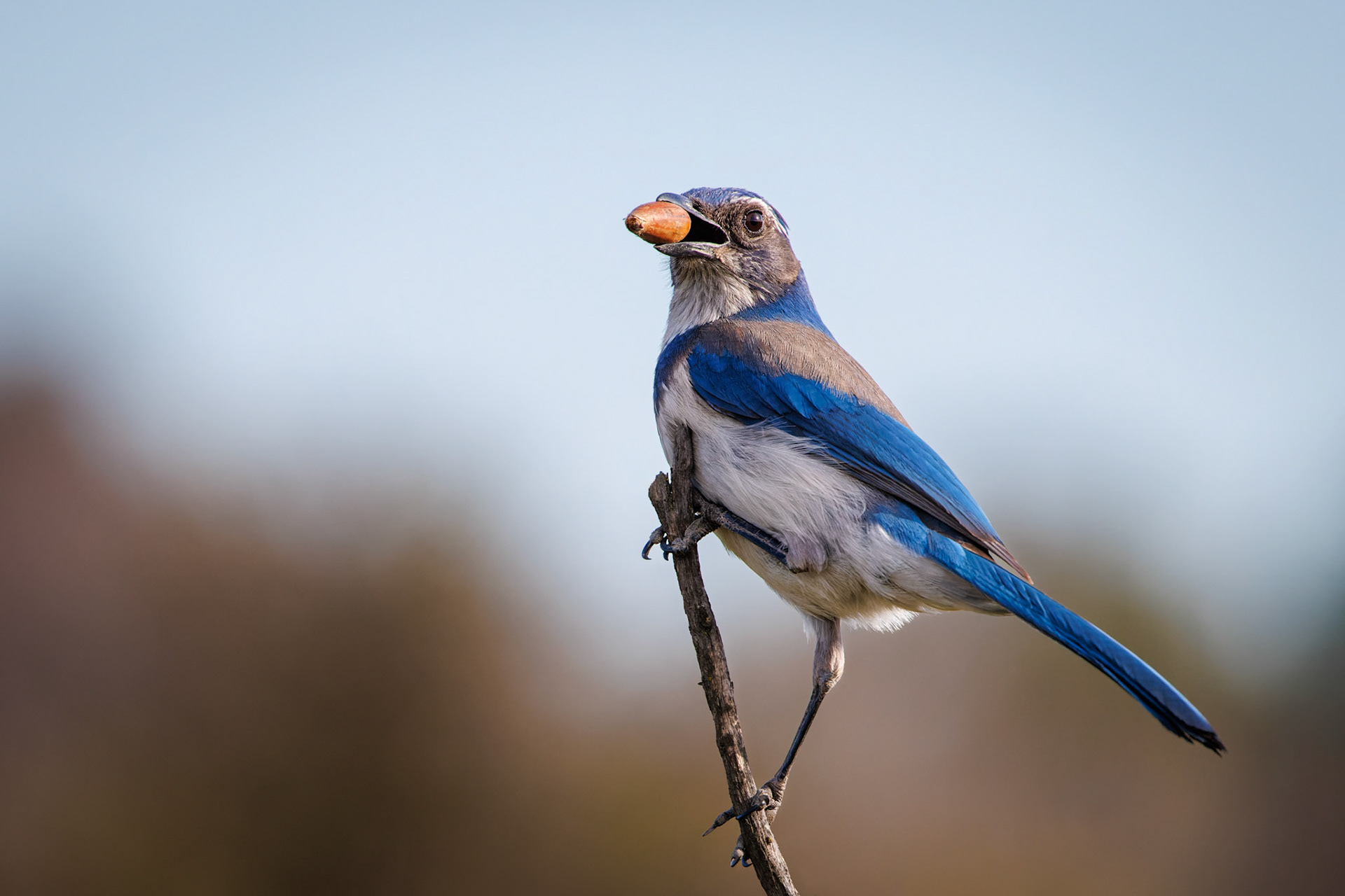California Scrub Jay
