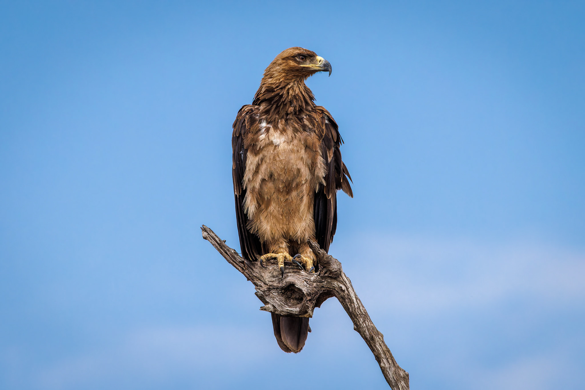 Tawny Eagle