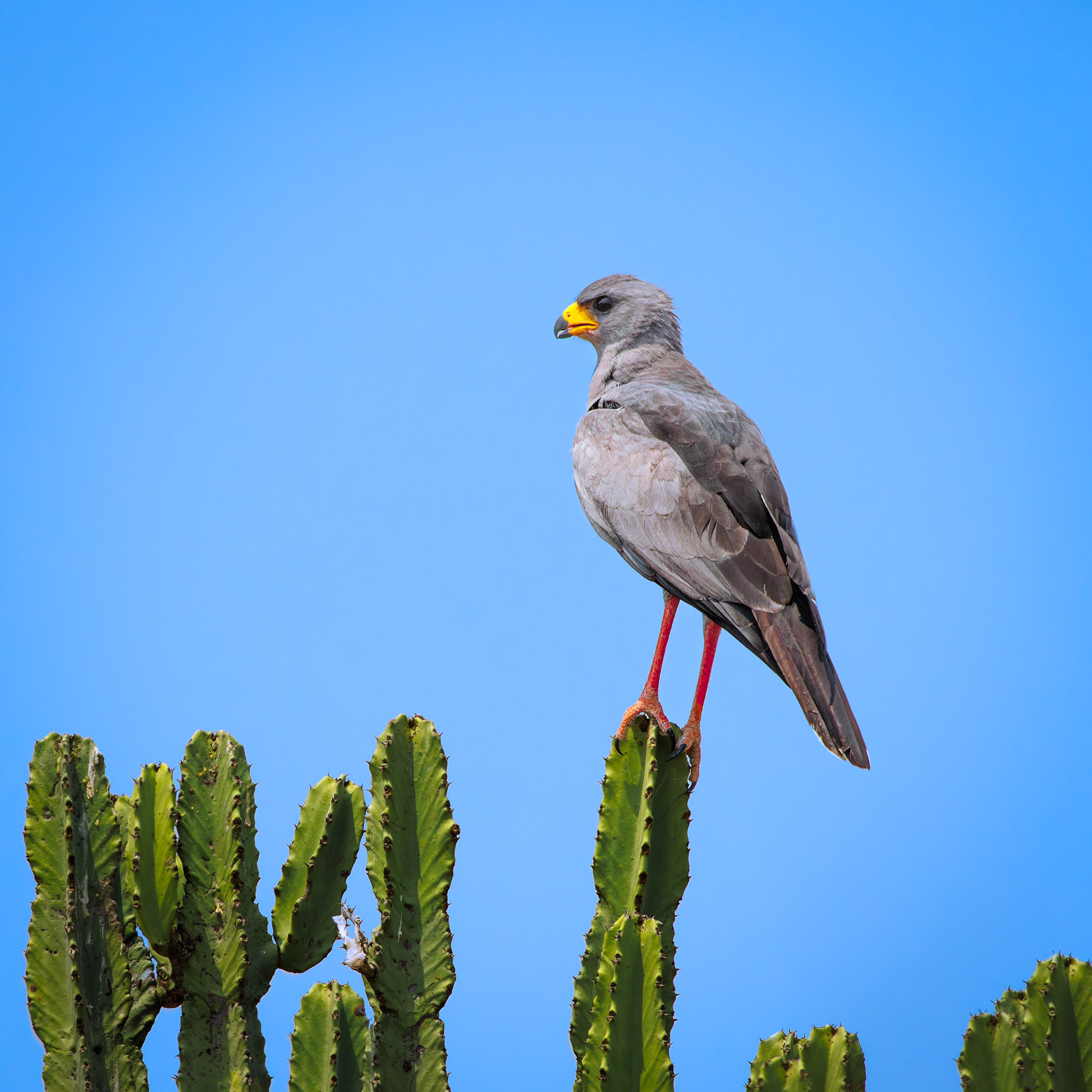 Eastern Chanting Goshawk