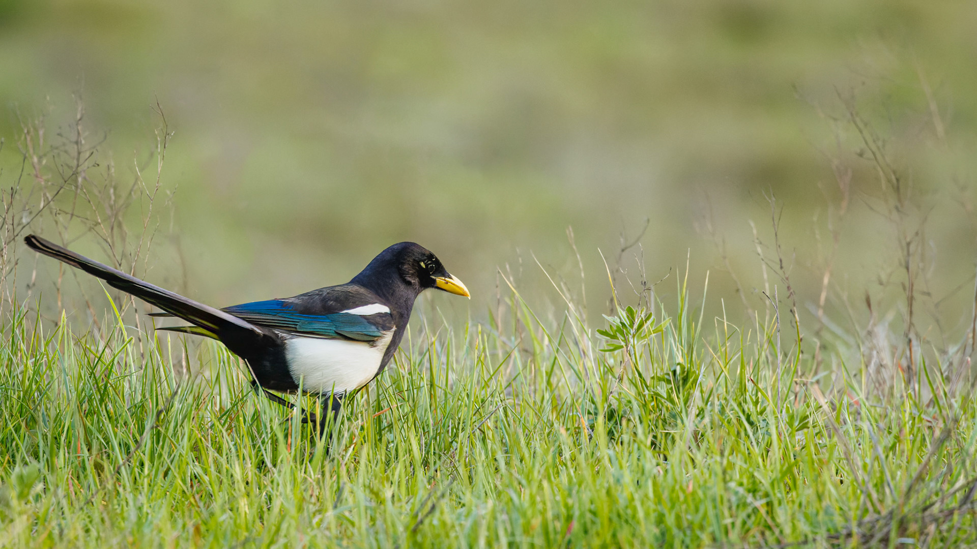 Yellow-billed Magpie foraging