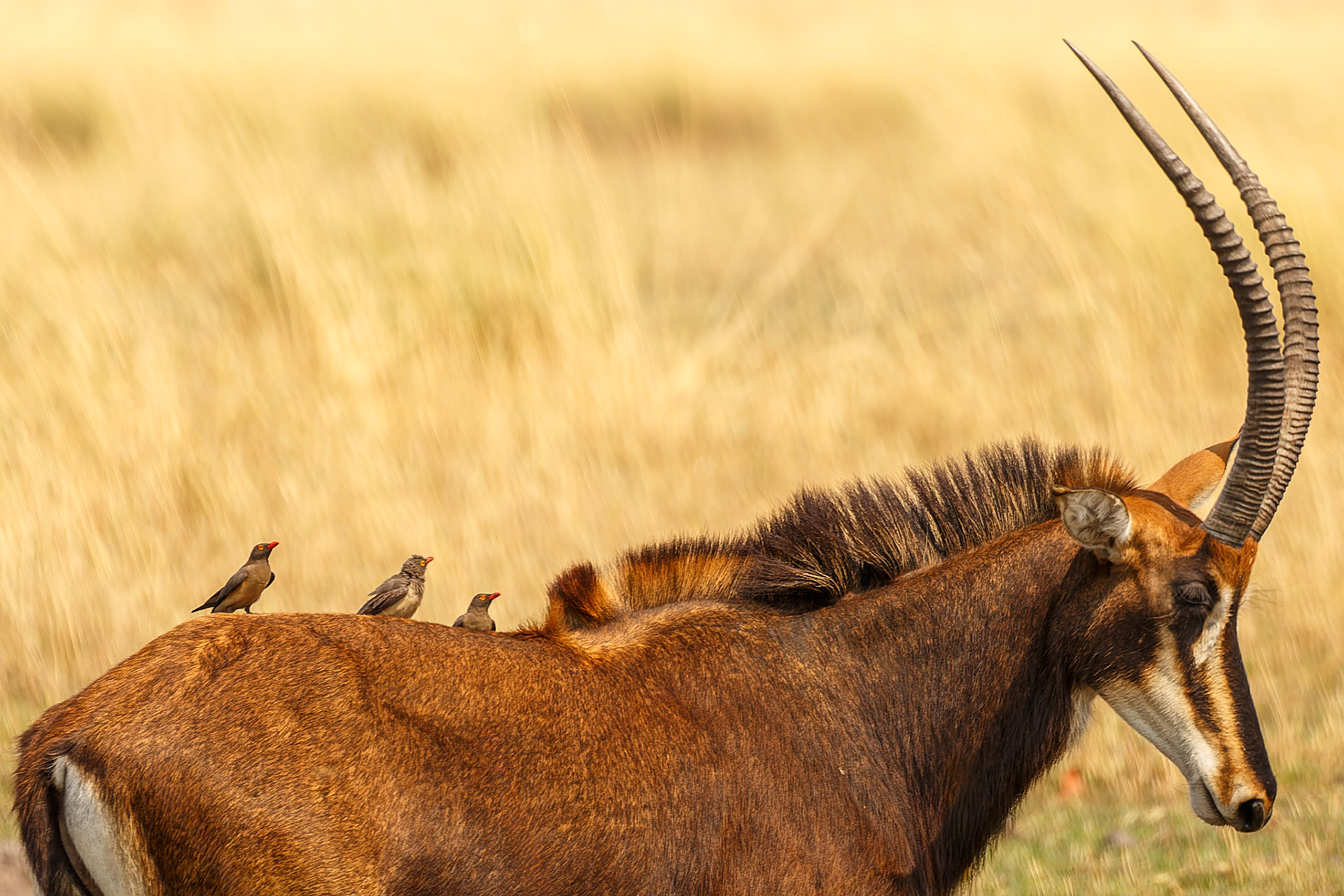 Oxpeckers hitching a ride