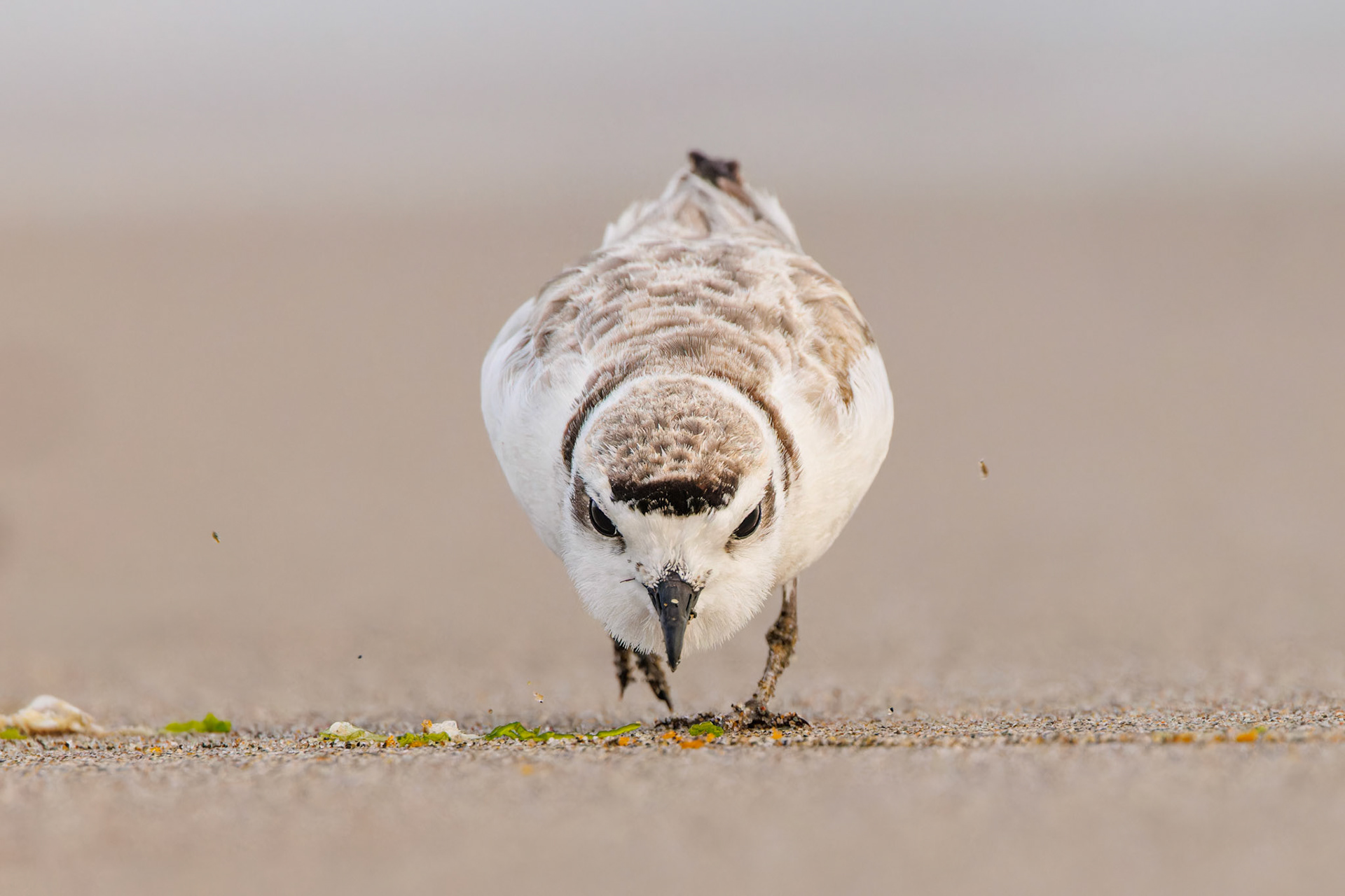 Snowy Plover