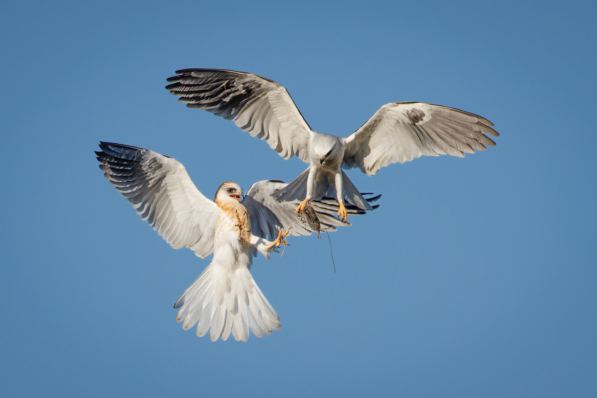 White-tailed Kite juvenile getting food from parent