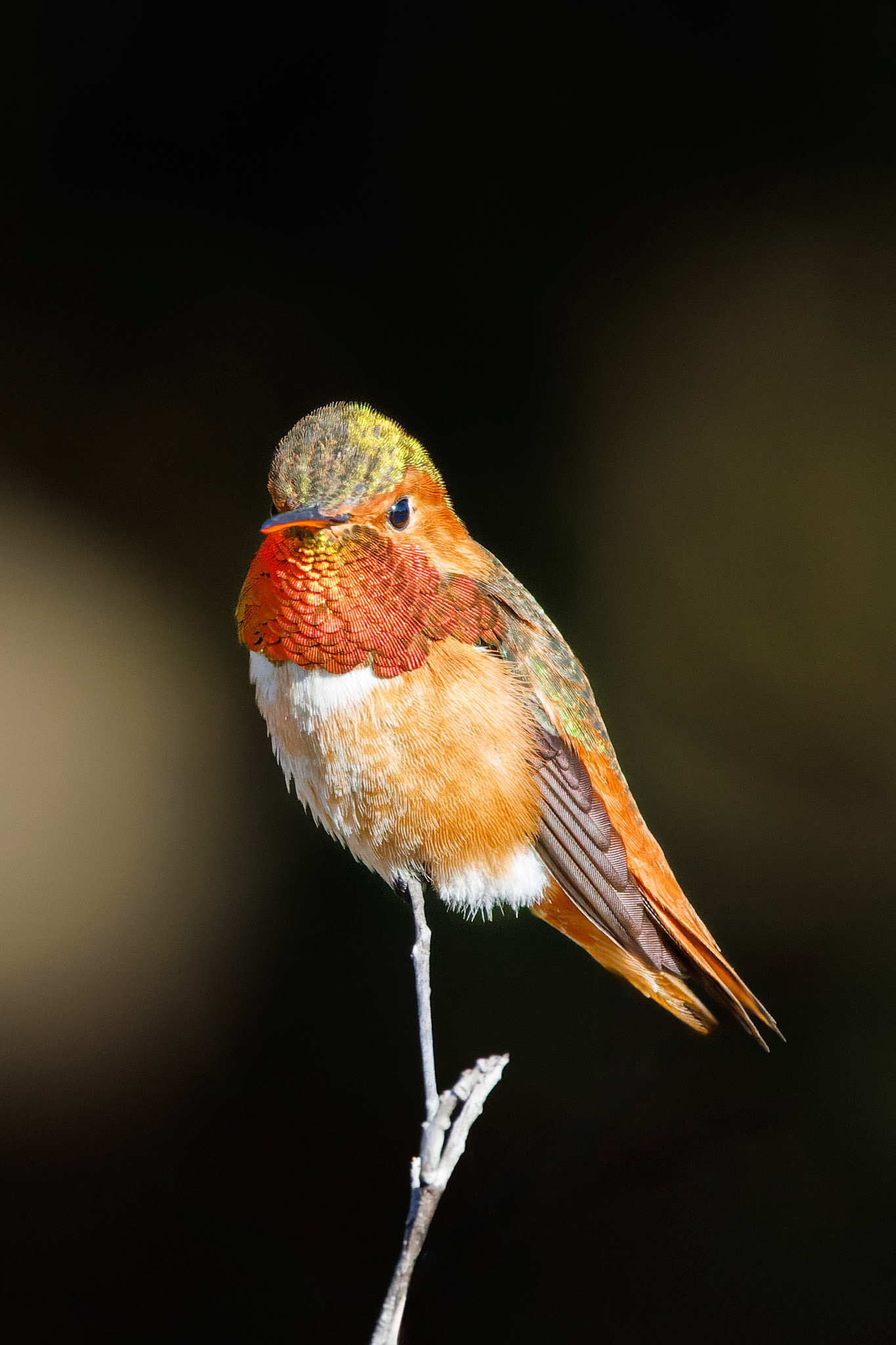 Allen’s Hummingbird - male