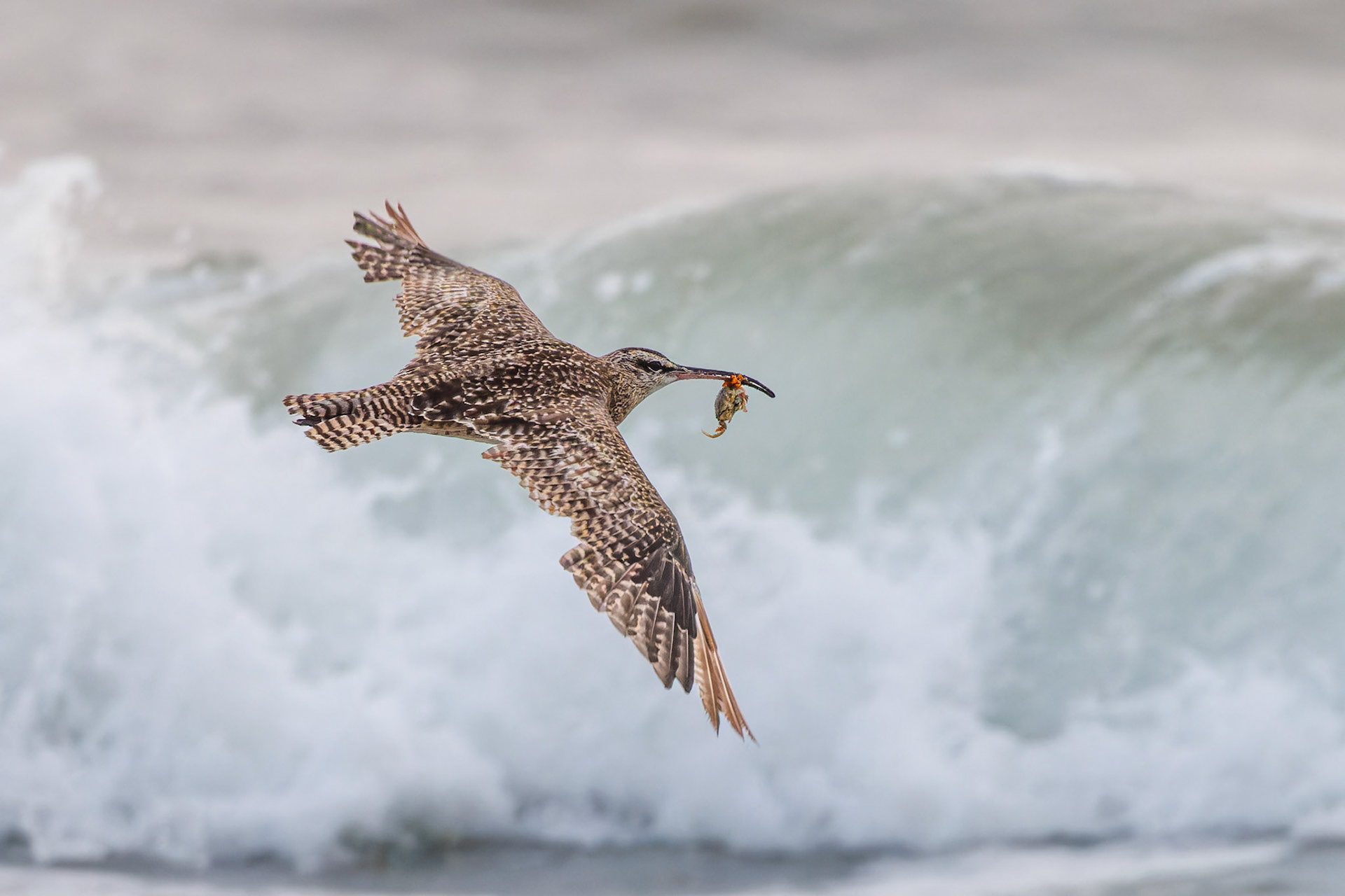 Whimbrel with crab