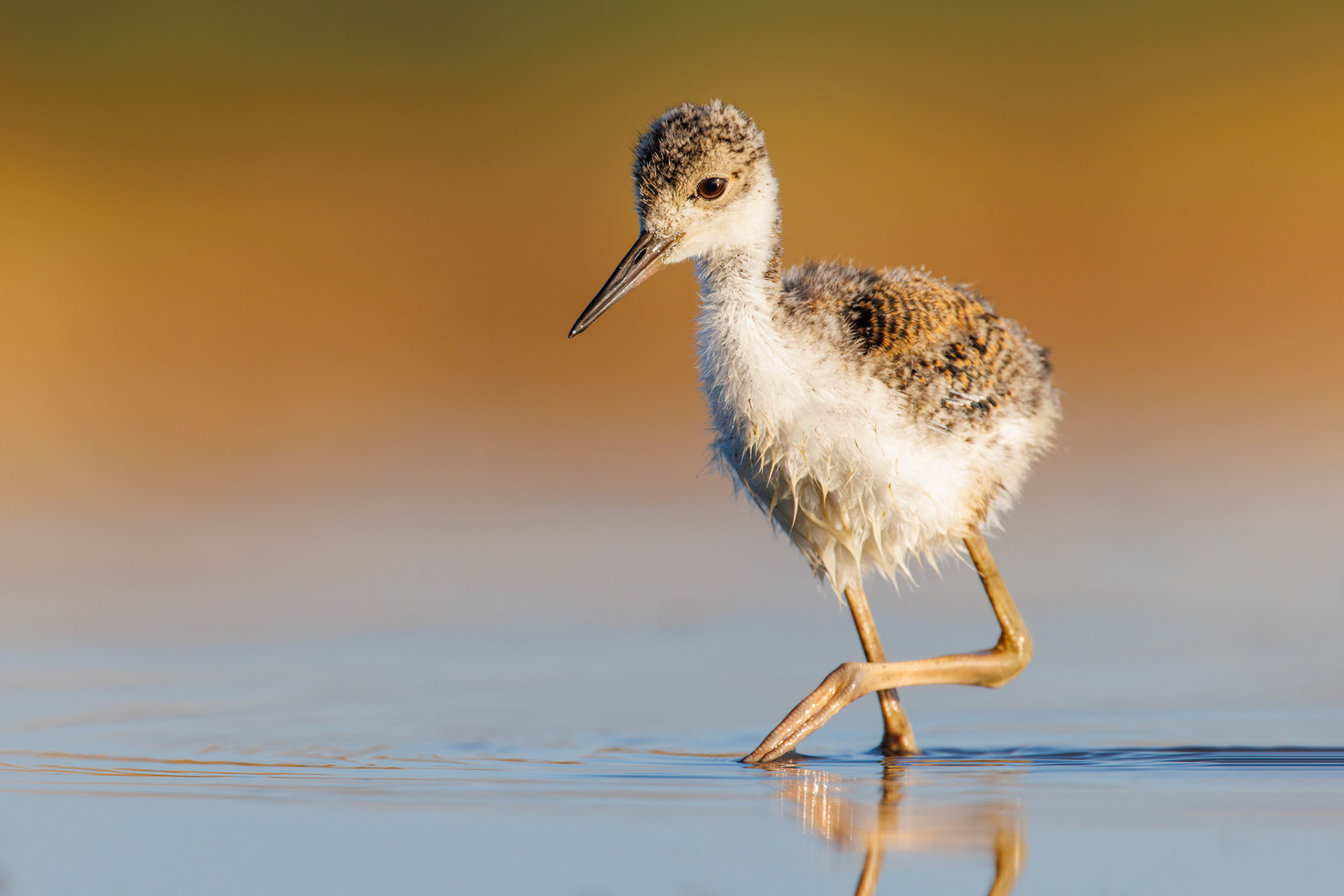 Black-necked Stilt chick