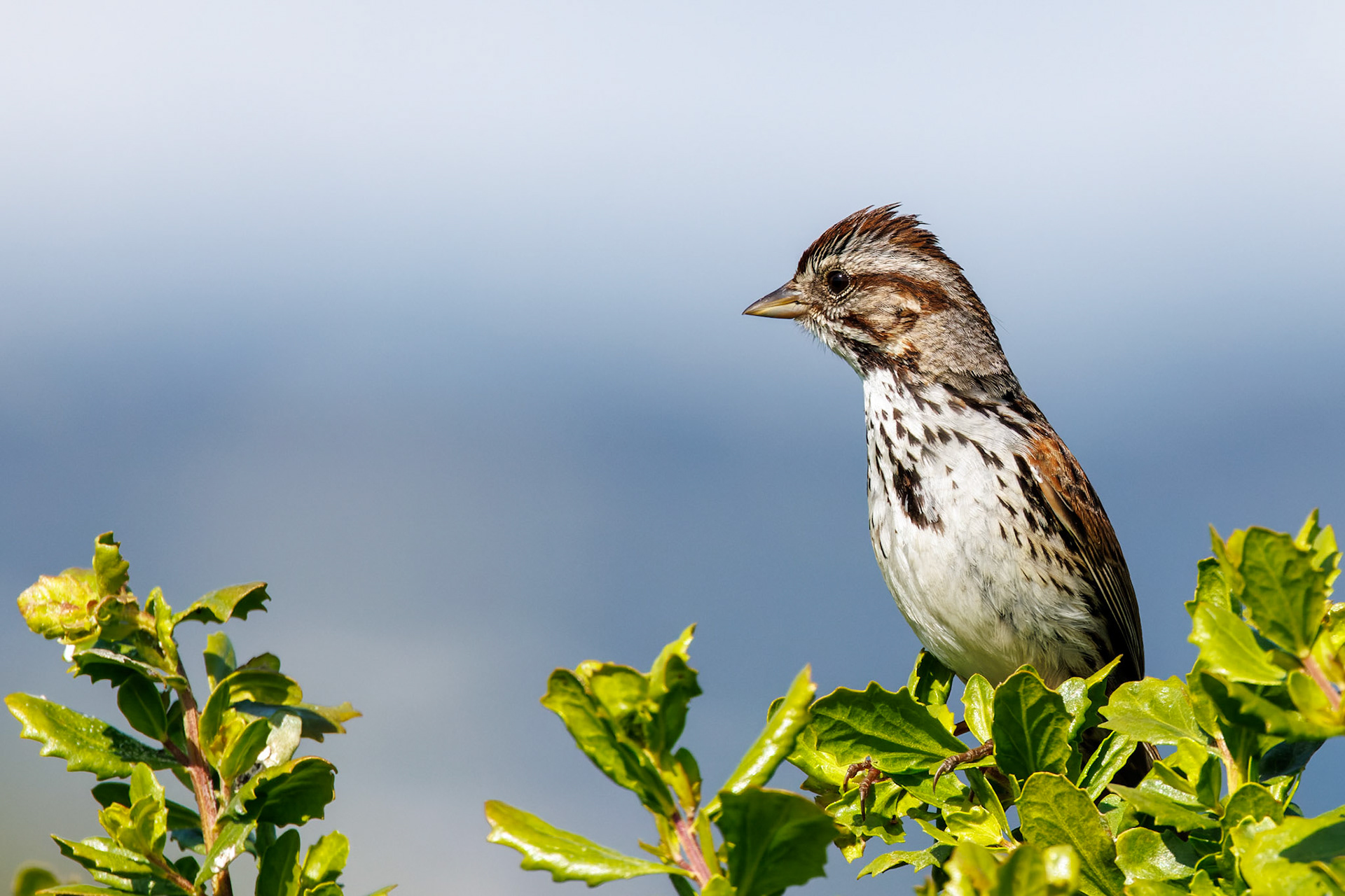 Song Sparrow