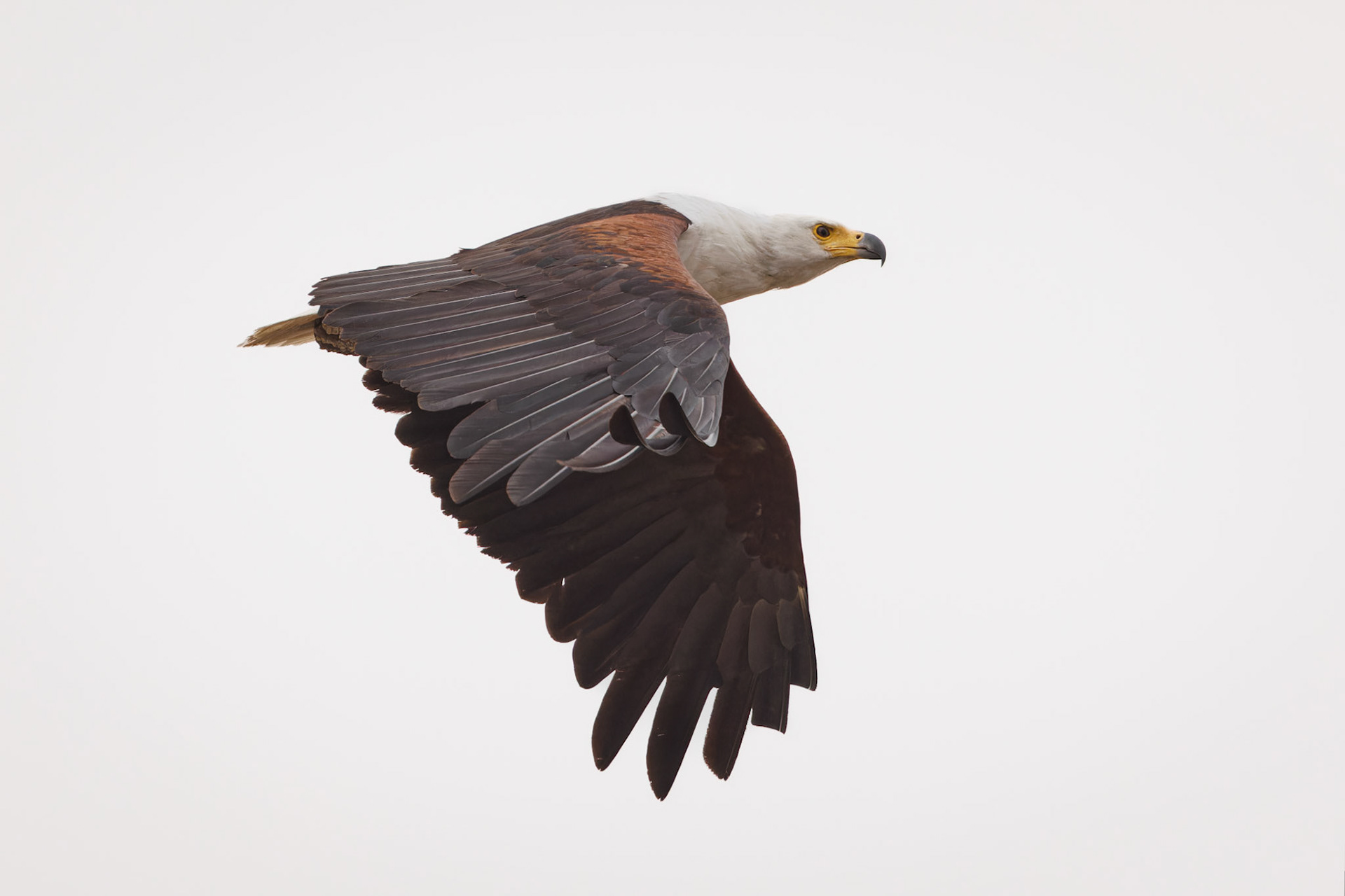 African Fish Eagle