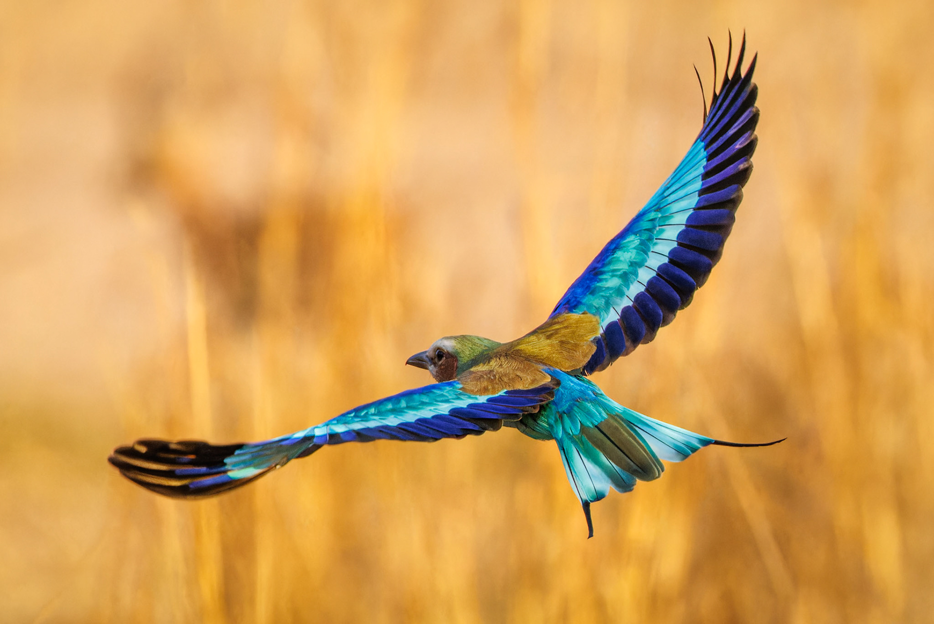 Lilac-breasted Roller
