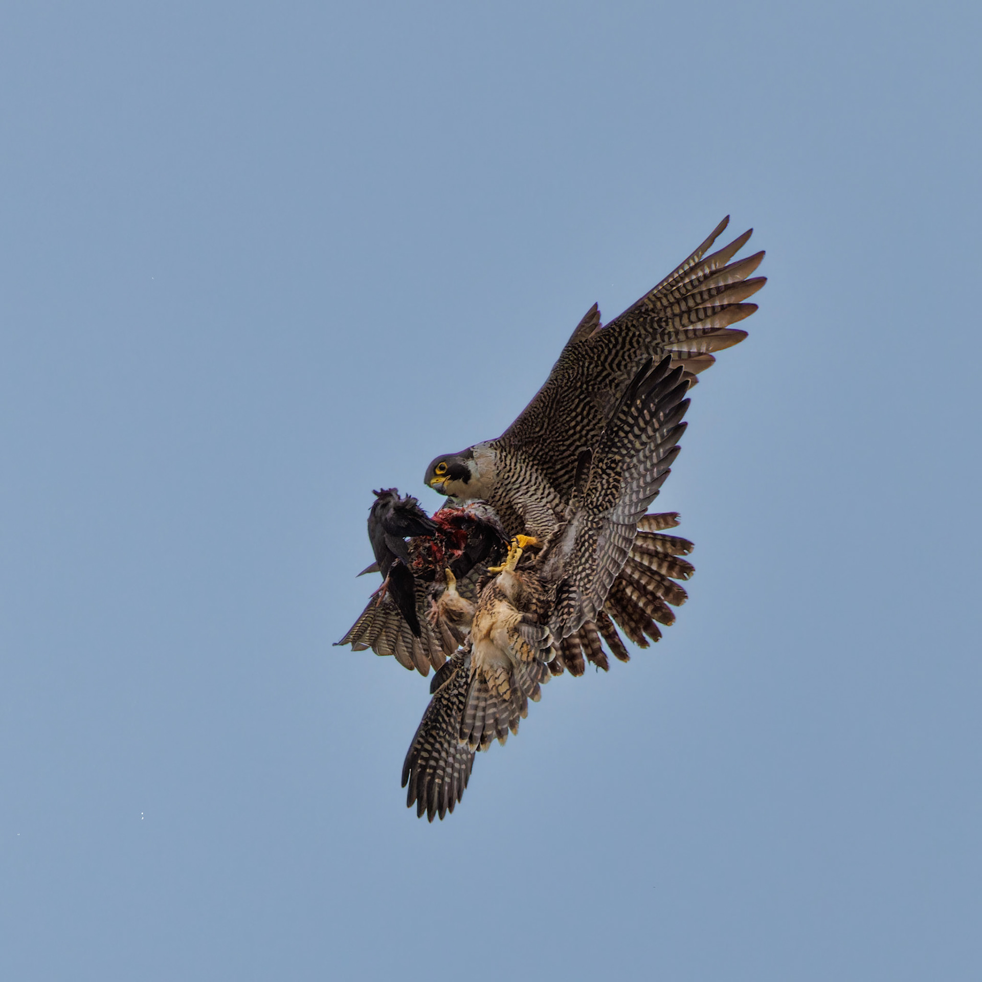Peregrine Falcon food exchange