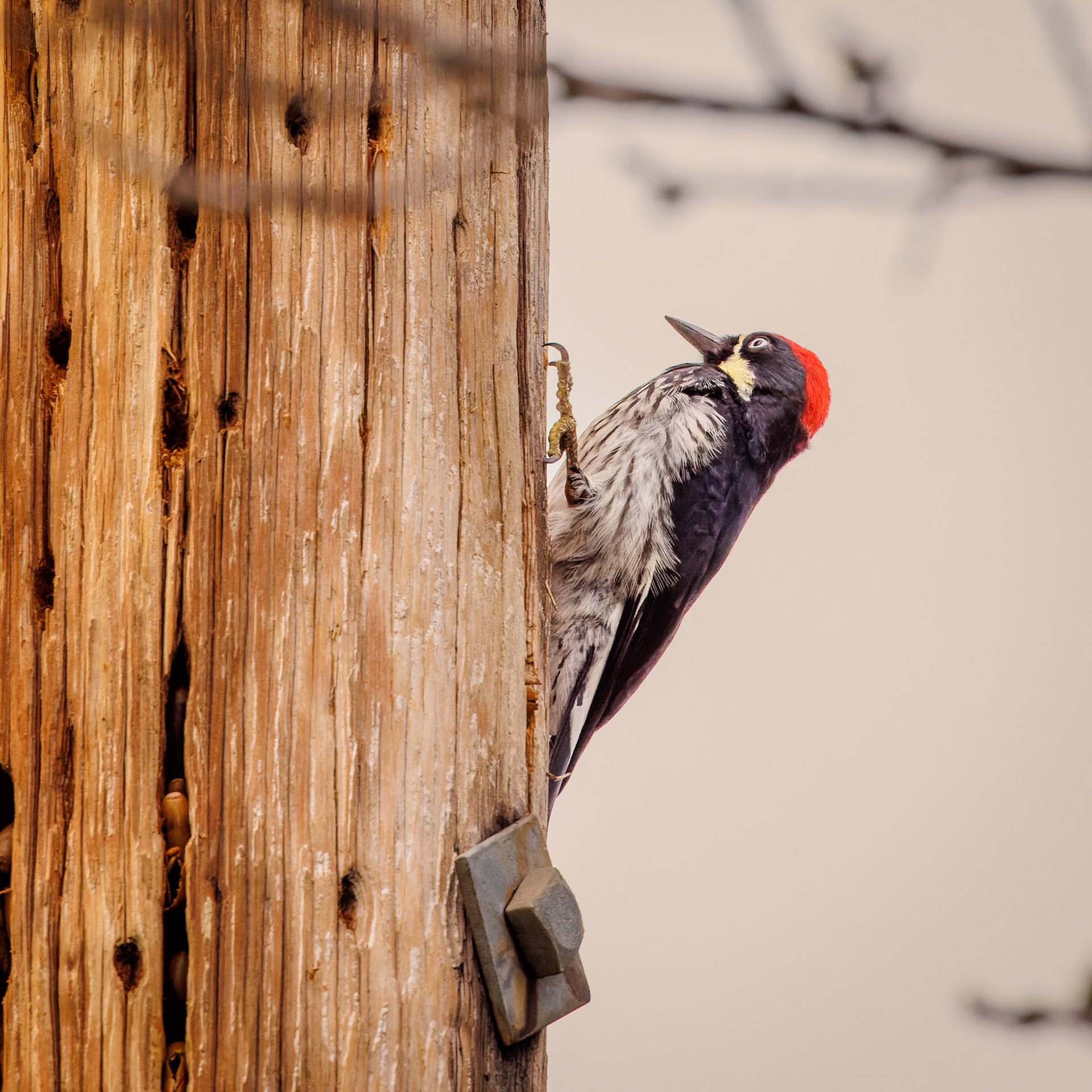Acorn Woodpecker