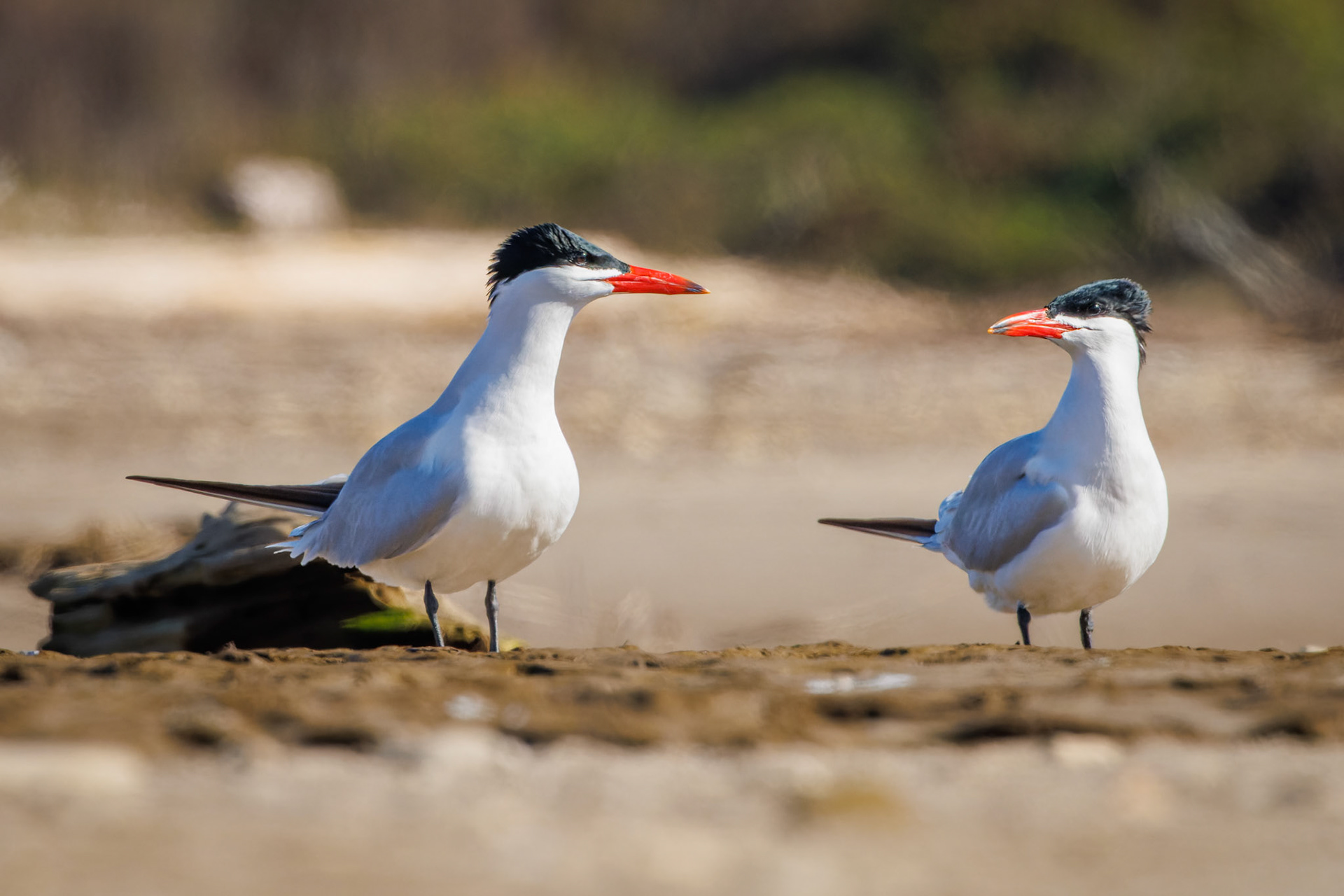Caspian Terns