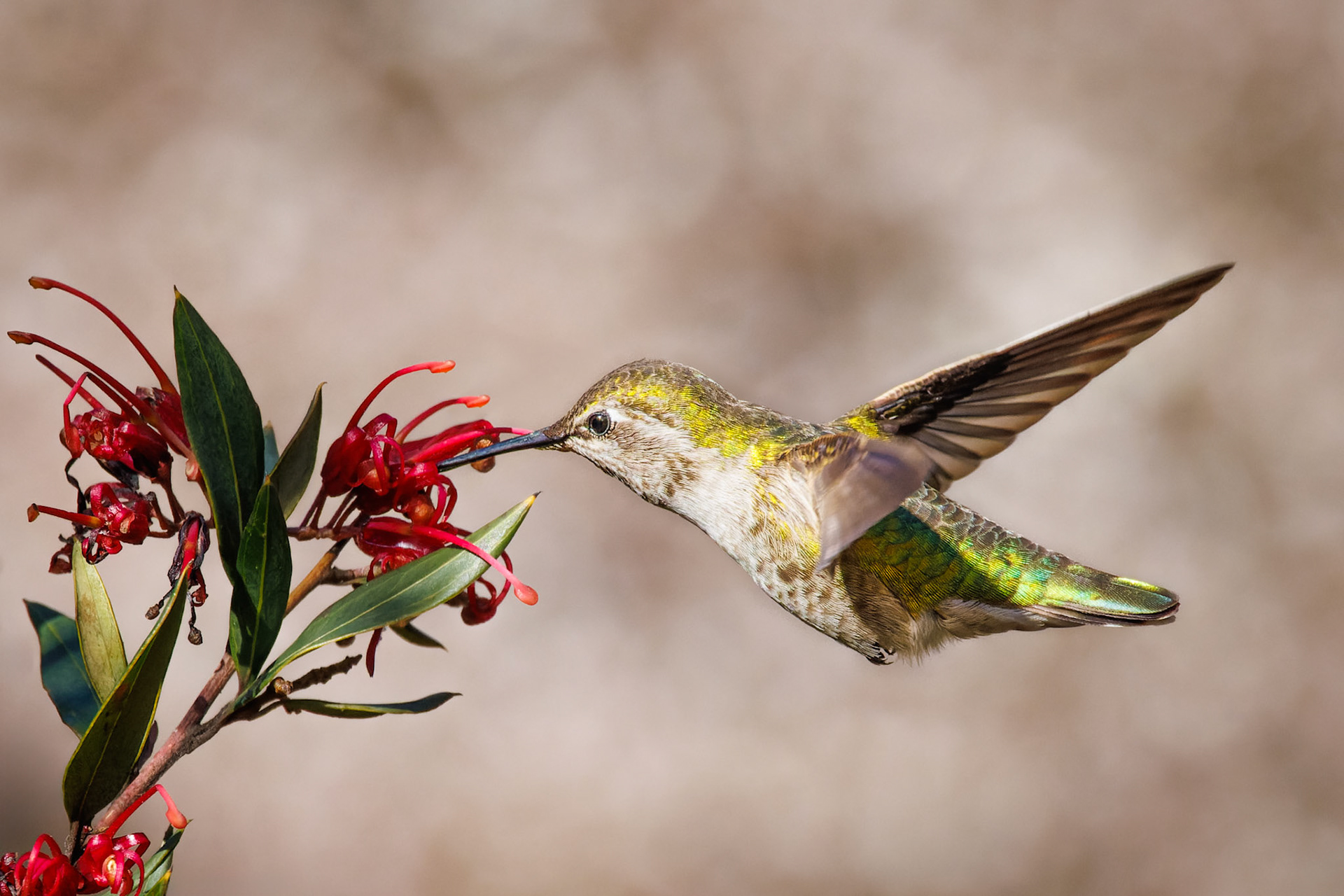 Anna’s Hummingbird - female