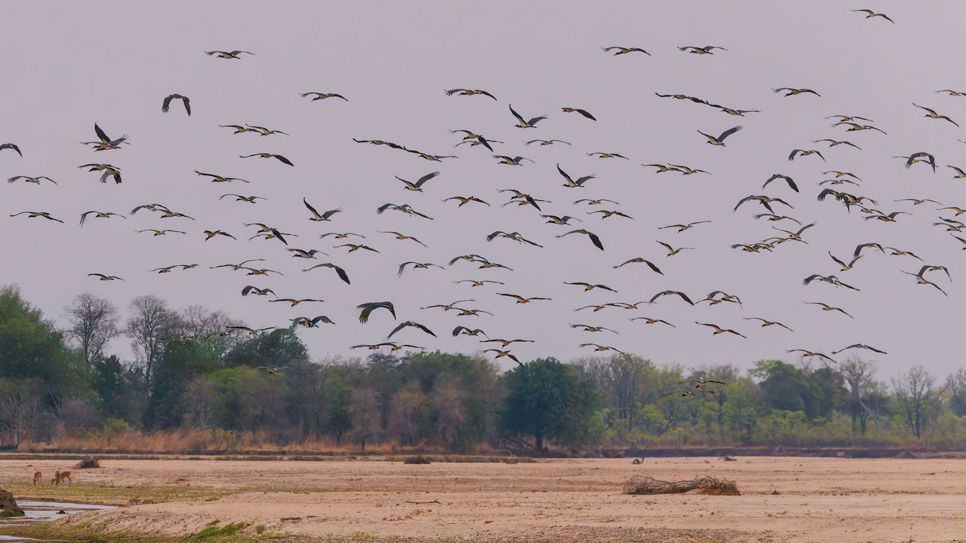 Abdim's Storks taking flight